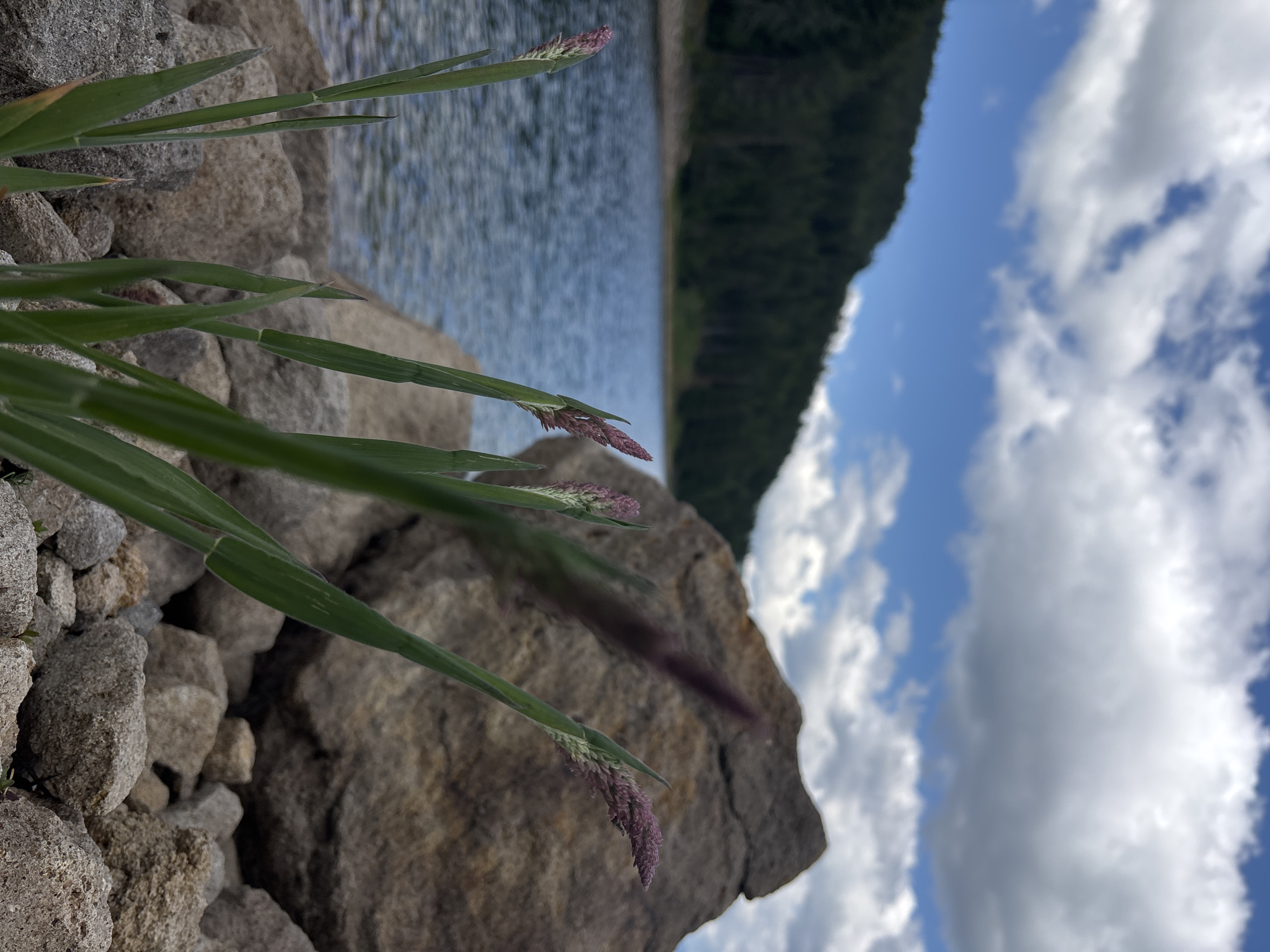 The image captures a close-up view of a grassy plant with purple seed heads growing among rocks near the edge of a body of water. In the background, the water stretches out towards a tree-covered hillside under a sky filled with white, puffy clouds against a vibrant blue. The foreground is dominated by the textured stones and the green stalks of the plant, with the large boulder to the right providing a natural frame. The scene appears to be a serene natural landscape, possibly a reservoir or a large lake, with the vegetation and rocks forming a natural shoreline.