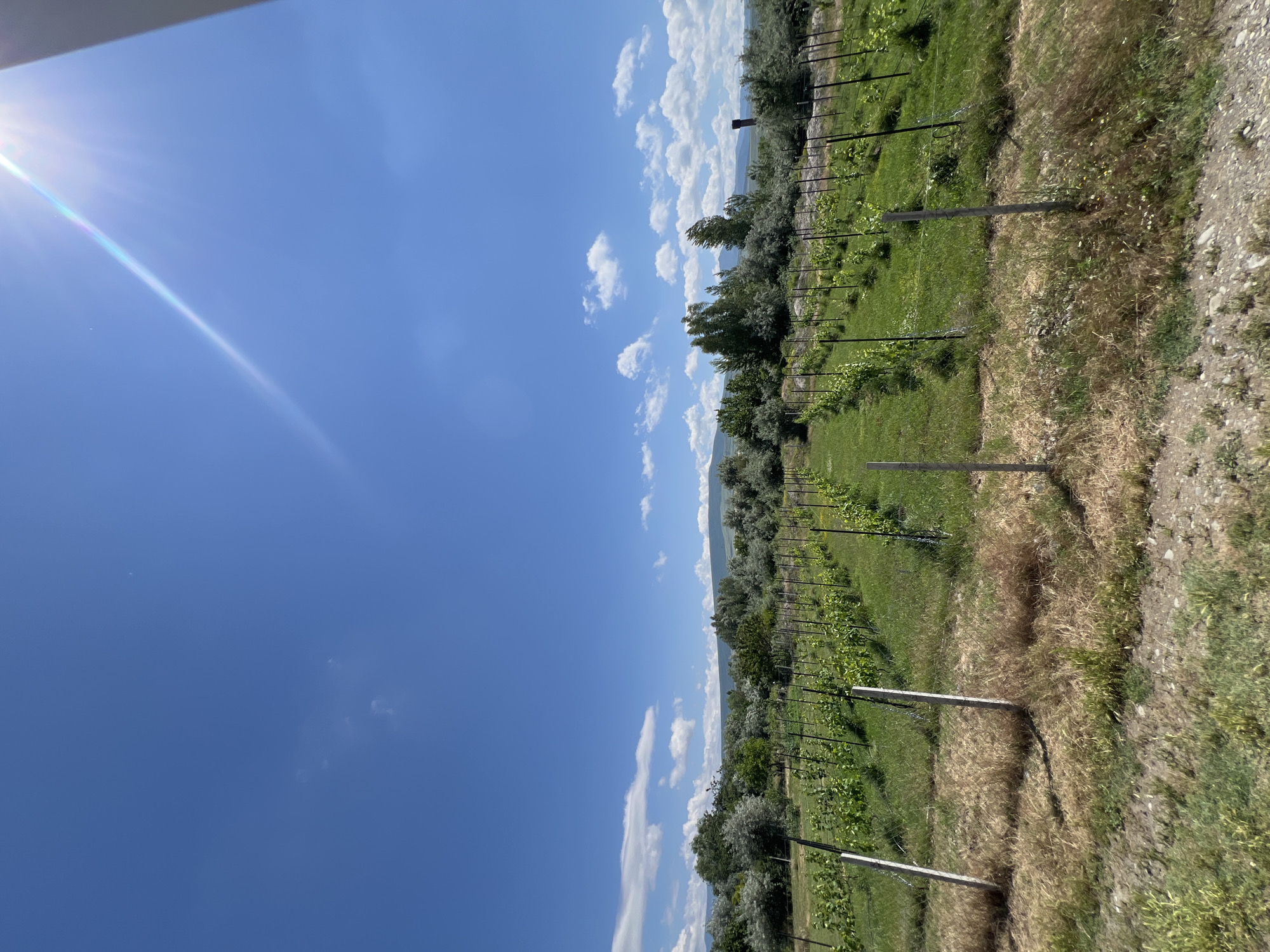 A vineyard in Uplistsikhe, Georgia, is captured on a bright, sunny day. The image showcases neat rows of young grapevines, supported by wooden stakes and wires, stretching into the distance. Lush green grass covers the ground between the rows, with patches of dry, yellow grass in the foreground. A line of trees, predominantly olive trees with their characteristic silvery-green foliage, forms a backdrop to the vineyard. In the far distance, rolling hills under a vast, clear blue sky dotted with fluffy white clouds complete the serene landscape. The sun is shining brightly, casting a strong glare and visible rays in the upper right portion of the image. There are no people or animals visible in the scene.