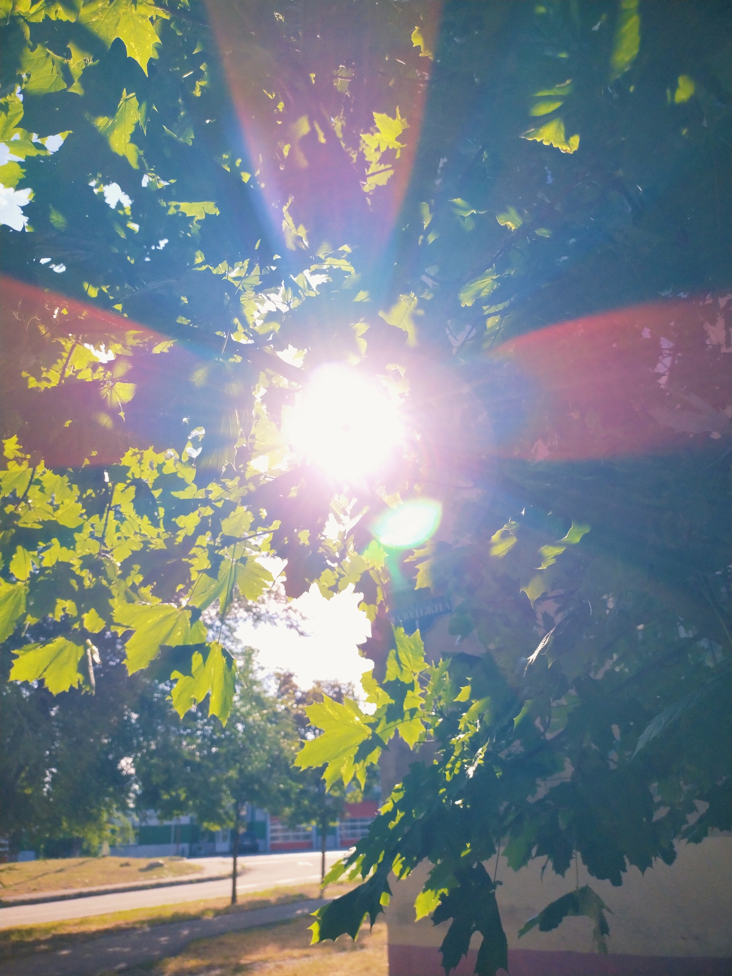 The image captures a sun-drenched scene looking up through the leaves of a tree, likely in Horishni Plavni, Ukraine. The sun is a bright, almost blown-out white disk in the upper center, with distinct rays of light fanning outwards, creating a lens flare effect with streaks of purple and red light. The foreground is dominated by lush green leaves, some backlit by the sun, appearing translucent and vibrant. In the background, the scene transitions to a softer focus. A road runs horizontally, bordered by a sidewalk and a grassy area. Beyond the road, a line of trees with a building or buildings with colored facades are visible, suggesting an urban or suburban setting. The overall impression is one of a bright, sunny day, with the sunlight filtering through the foliage creating a dramatic visual effect. No people or specific actions are depicted.
