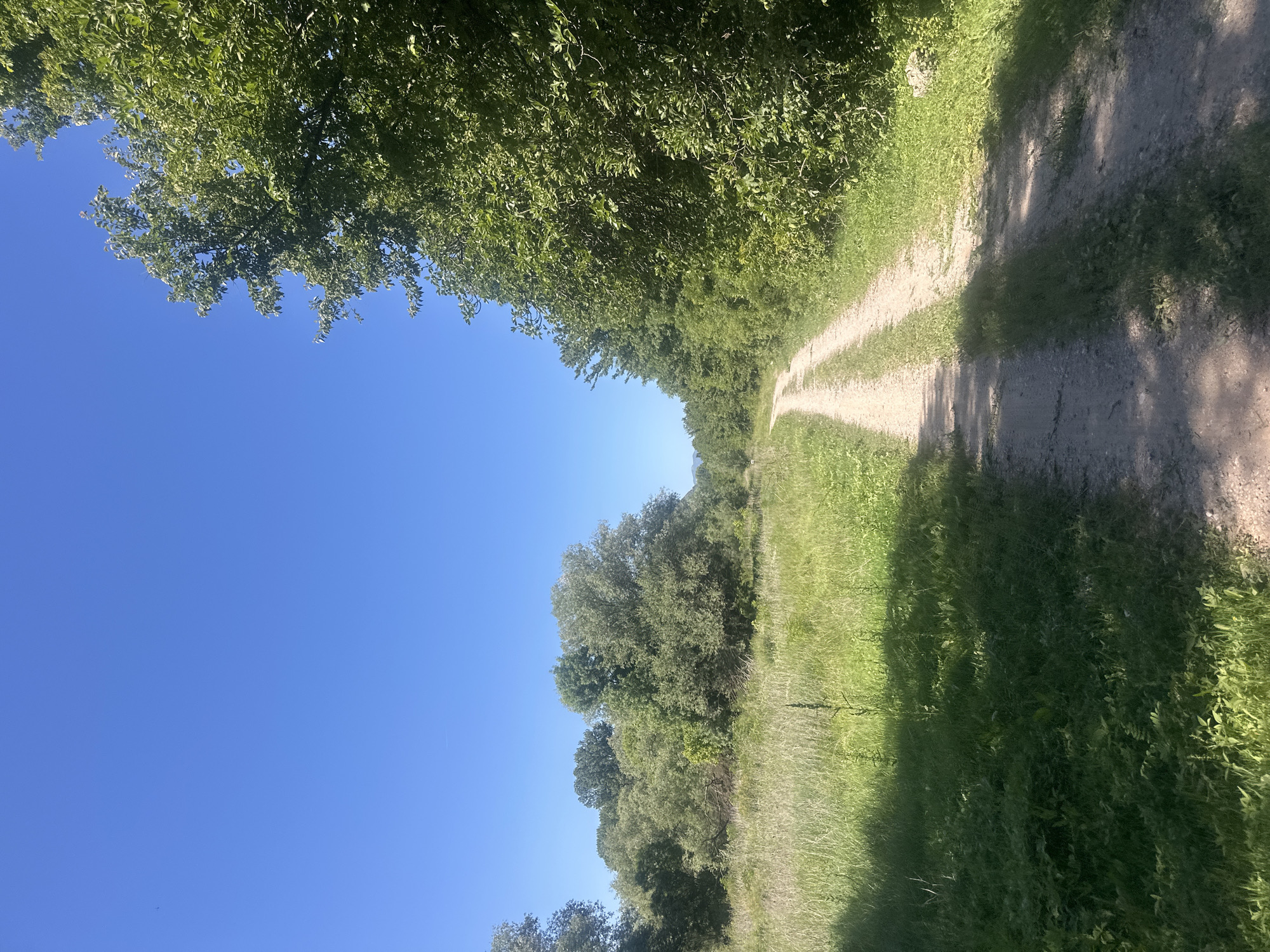 A sunlit dirt road bisects a landscape of green vegetation and trees under a clear blue sky. The location is not specified.