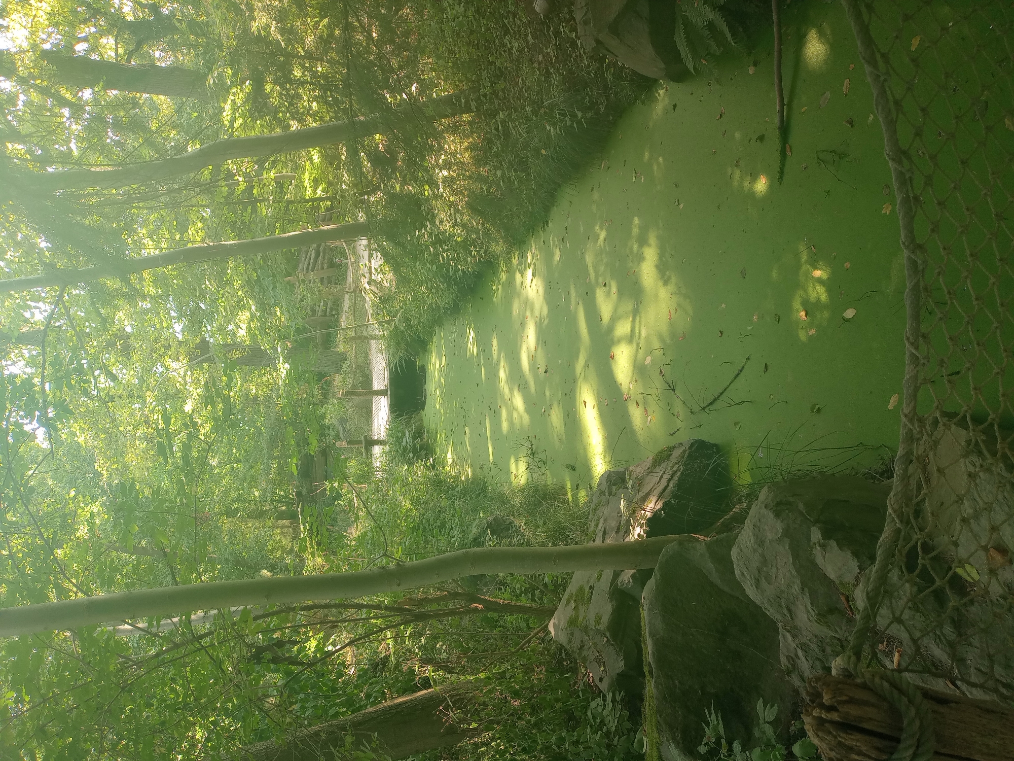 The image depicts a narrow waterway covered in thick, bright green algae, bordered by lush vegetation and trees. Sunlight filters through the canopy, casting dappled shadows on the water's surface and the surrounding foliage. In the foreground, a rope net is visible, suggesting a boundary or a decorative element. Large rocks line the left bank of the waterway, and a wooden bridge is partially visible in the background. The scene appears to be a natural or semi-natural landscape within a park or wooded area. The location is specified as being in the city of Gelsenkirchen, Germany, likely within the Nordsternpark, known for its industrial heritage and green spaces. No people or specific actions are depicted.