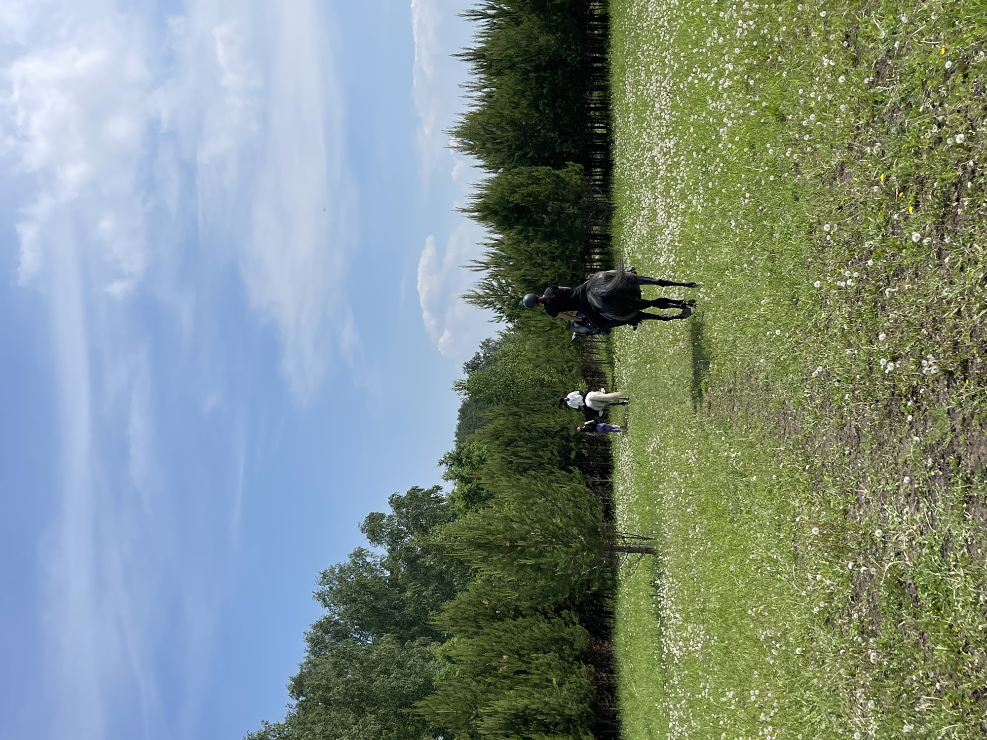 This is a wide shot capturing a pastoral scene with a trail leading through a field of dandelions. Three people are on horseback, with one rider in the foreground on a dark horse, facing away from the camera. Another person on a white horse is further ahead, accompanied by a third person walking. The field is bordered by a dense line of coniferous trees, with a backdrop of deciduous trees and a bright blue sky with scattered clouds. The image appears to have been taken in or near the city of Elita, Russia.