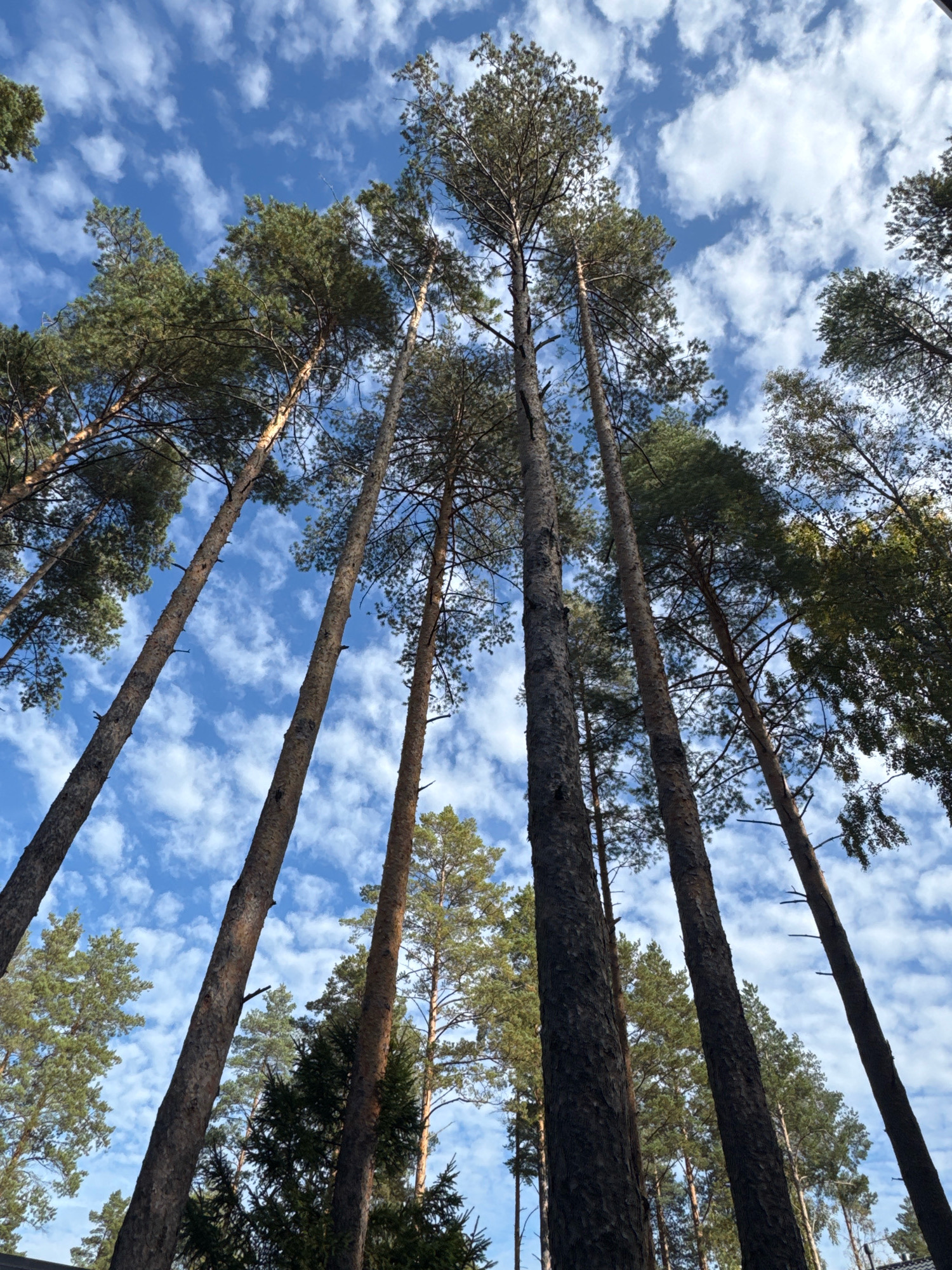 The image is a low-angle shot of tall pine trees against a blue sky with scattered white clouds. The trees are predominantly dark brown with textured bark and green pine needles. The perspective makes the trees appear to stretch towards the sky. No people or specific structures are visible, with the focus being solely on the natural environment. The location is not specified within the image itself, and any mention of "Arfa, Russia" would be unsubstantiated by the visual content.