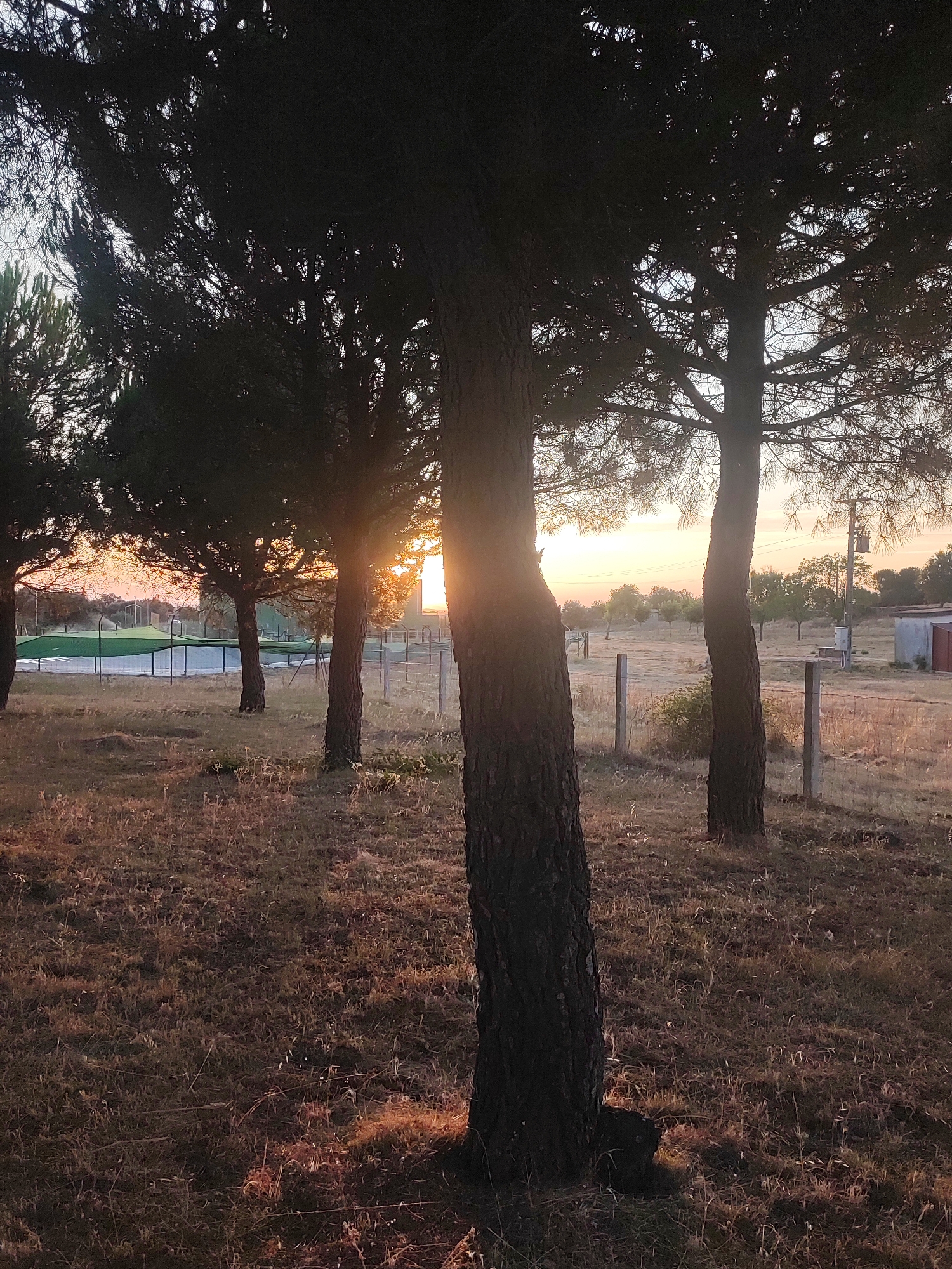 This image depicts a natural scene with a focus on trees and a landscape. In the foreground, several pine trees are prominent, their dark silhouettes contrasting with the warm hues of the sunset. The ground is covered with dry grass and some scattered vegetation. Behind the trees, a fence separates the area from a field that appears to be a sports court, possibly a tennis court, covered with a green net. In the distance, more trees are visible, and the sky is painted with the soft colors of dusk. A small building with a red door and a utility pole are also present in the background, suggesting a rural or semi-rural setting. The overall impression is one of tranquility and the beauty of nature at sunset, in the town of Sobradillo, Spain.