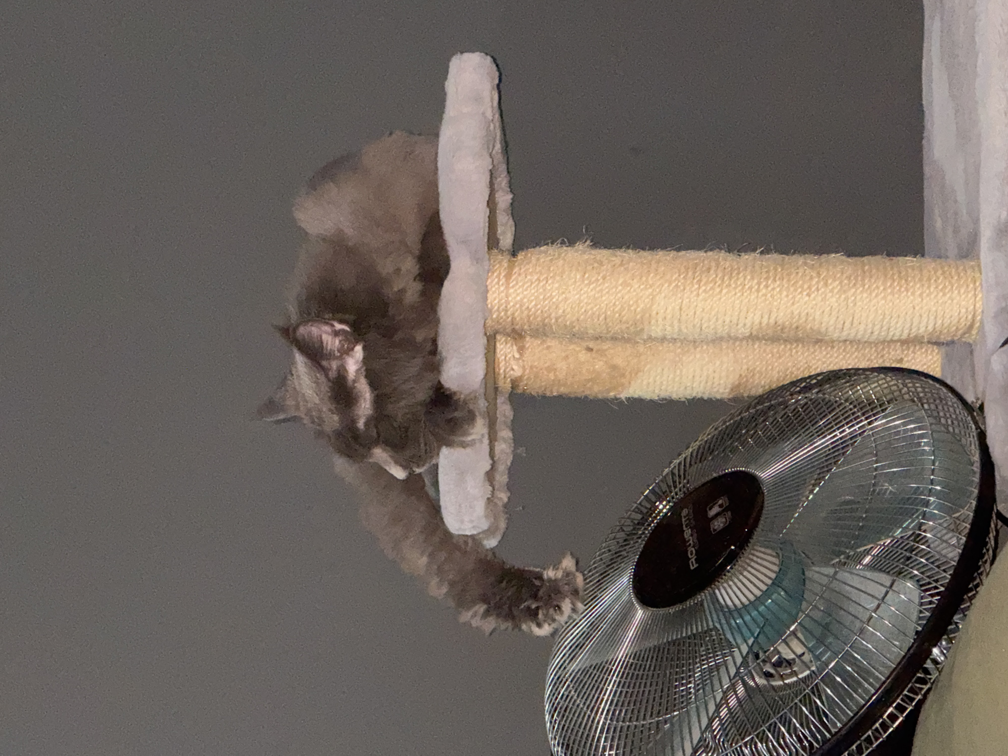 A fluffy gray cat is sleeping on a tan-colored cat tree platform. The cat is curled up, with its head tucked into its body and its long, furry tail draped over the edge of the platform. The cat's paws are dangling over the side. In the foreground, a silver electric fan is positioned to the left of the cat tree. The fan has a black central hub with a brand name visible. The background is a plain, dark gray wall. The scene is indoors, with the cat tree and fan placed on a surface covered with a light gray fabric. The lighting is dim. No specific location in Gölbaşı, Turkey, is discernible from the image.