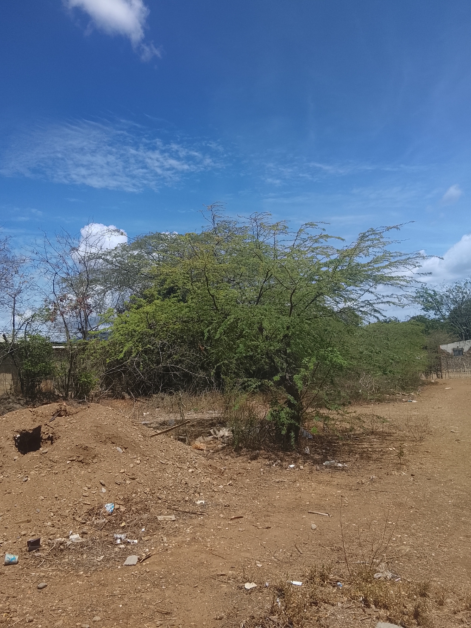 The image depicts an outdoor scene in the city of Altagracia, Venezuela, under a clear blue sky with scattered white cumulus and wispy cirrus clouds. The foreground consists of dry, reddish-brown soil mixed with gravel and small rocks. A prominent mound of excavated earth with a dark, shadowed indentation is visible on the left. The ground is littered with various pieces of refuse, including white and blue plastic fragments, paper, and other debris. Extending across the midground and into the background is a dense line of trees and shrubs. A large, leafy green tree with extensive branching dominates the center-right of the frame. To its left, several taller, bare, thorny trees with sparse foliage stand against the sky. In the far background on the right, a light-colored building or wall with a dark, rectangular opening (possibly a window or doorway) is partially visible behind the vegetation. No people, animals, or active interactions are present in the scene.