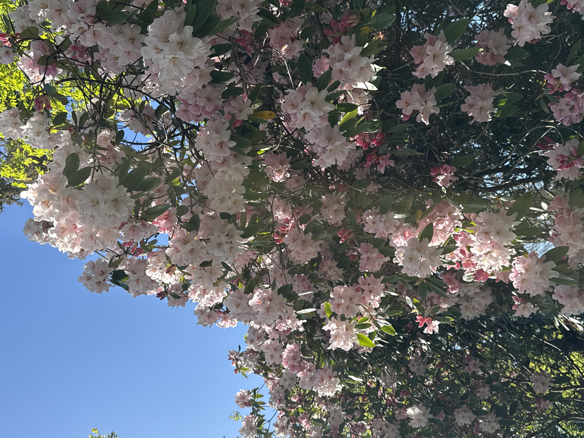 The image shows a view looking up into a canopy of flowering rhododendrons. The flowers are predominantly white and pink, with green leaves visible amongst the blooms. The lower left corner of the image features a patch of bright blue sky. The image appears to be taken in Vancouver, Canada, due to the prevalence of rhododendrons in the area. There are no people visible in the image.