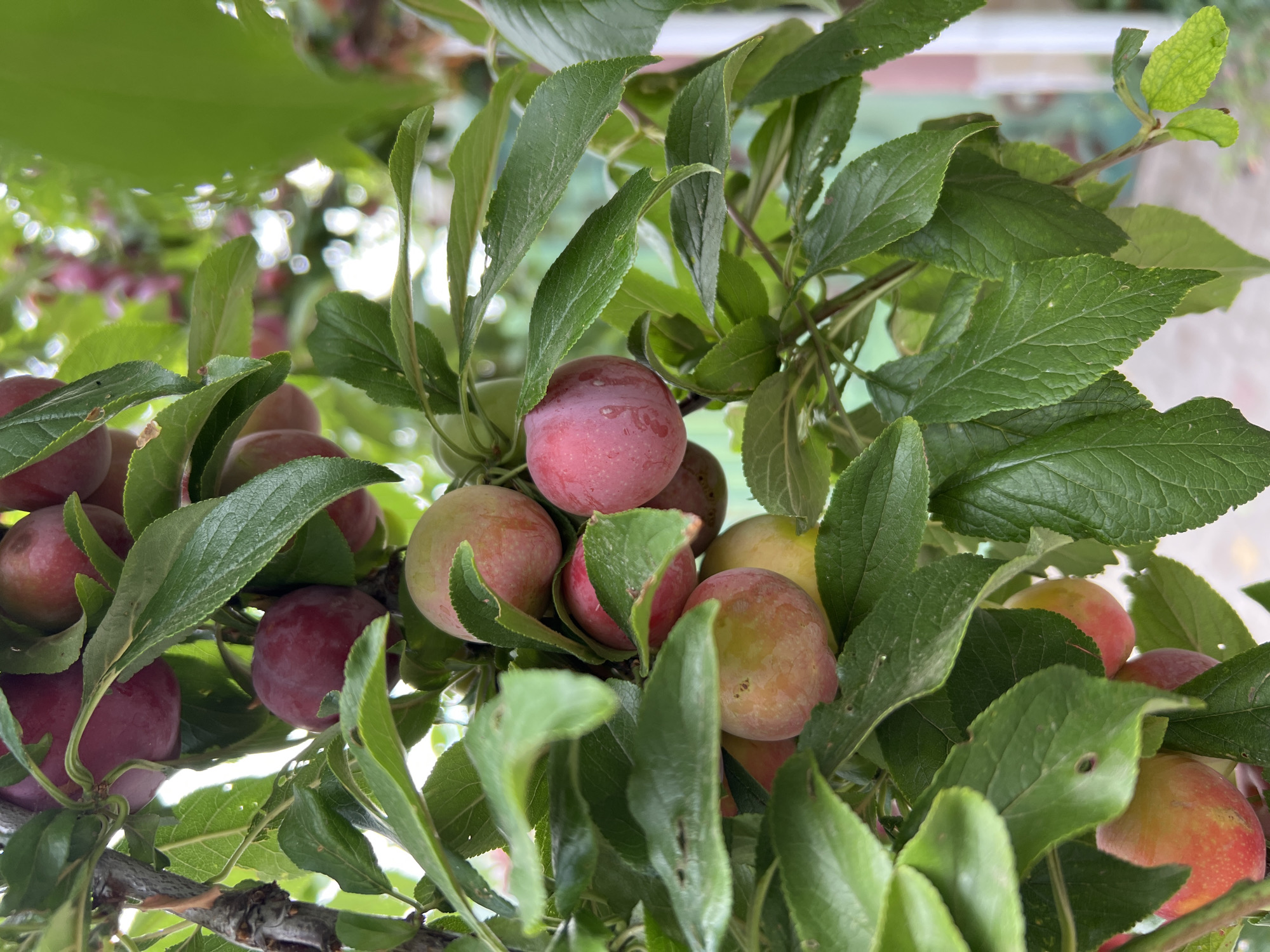 The image is a close-up, outdoor shot of a plum tree laden with ripe fruit. The plums are a mix of deep red, purplish-red, and some are tinged with yellow and orange, indicating varying stages of ripeness. They are clustered together amidst lush green leaves, some of which show minor imperfections like small holes or brown spots. The branches of the tree are visible, some thicker and brown, others thinner and greener. The background is softly blurred, showing hints of a light-colored structure, possibly a fence or a building, and more greenery, suggesting a garden or yard setting. The lighting appears to be natural daylight, casting soft shadows and highlighting the texture of the fruit and leaves. The image was taken in the city of Fontanka, Ukraine.