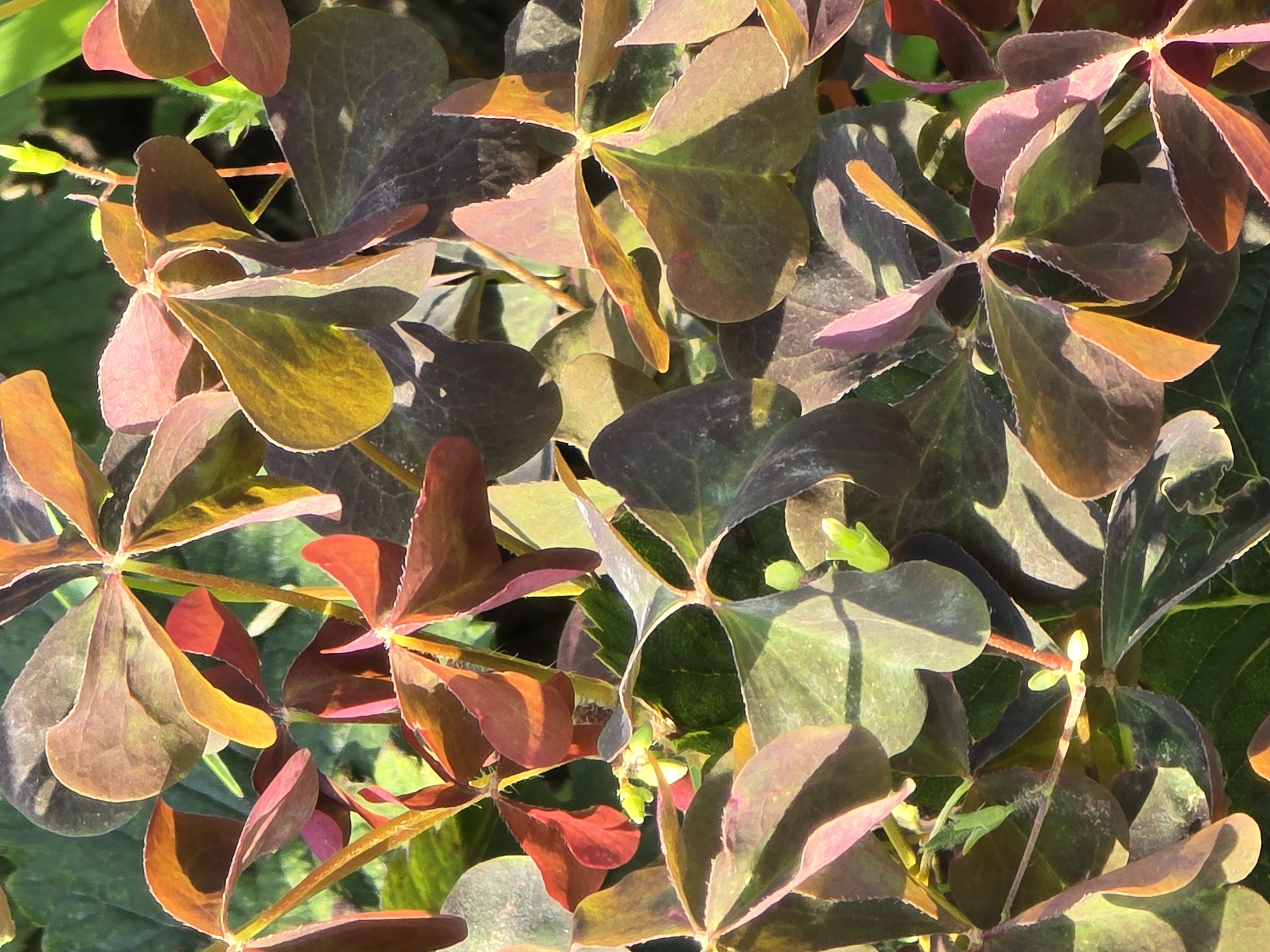 The image displays a close-up, vertical view of an Oxalis triangularis plant, also known as false shamrock or purple shamrock. The leaves are the dominant feature, exhibiting a heart-shaped or clover-like structure. Their coloration is a striking blend of deep burgundy, coppery brown, and hints of green and yellow, suggesting they are mature or exposed to sunlight. Some leaves are curled or folded, adding texture and depth to the scene. Small, light green buds are visible at the base of some leaf stalks, indicating new growth. The background consists of blurred green foliage, suggesting a natural outdoor setting, likely a garden or park. The lighting is bright, casting shadows and highlighting the vibrant colors of the leaves. The image was taken in Ермолаево, Russia.