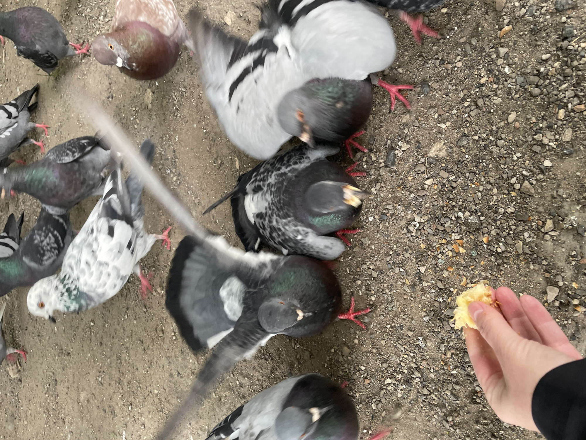The image shows a flock of pigeons gathered on a gravelly surface, likely in an outdoor urban setting. A human hand is visible in the lower right corner, holding a piece of bread, presumably to feed the birds. The pigeons are of various colors, including grey, white, and patterned plumage. Some are in motion, their wings blurred, suggesting a dynamic feeding scene. The ground is composed of small stones and dirt, typical of a park or public walkway. The lighting suggests it might be daytime, but the overcast sky or possibly indoor lighting makes it difficult to determine the exact time of day or weather conditions. There are no visible text elements in the image. The overall scene depicts a common urban interaction between humans and pigeons.