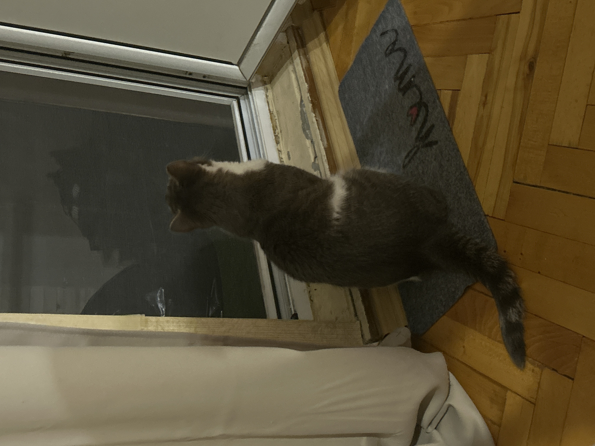 A domestic cat is seated on a doormat in front of a glass sliding door. The cat is facing away from the camera, looking out the door. The cat is gray with white markings on its chest and tail. The doormat is gray and has the word "home" written on it in black cursive letters. The floor is made of wooden planks. A light-colored curtain is visible on the left side of the image. The background visible through the glass door is dark and indistinct, possibly showing outdoor reflections or the interior of another room. The image appears to be taken indoors, likely in a residential setting. The lighting is dim. No specific location in Sofia, Bulgaria can be determined from the visual information present.