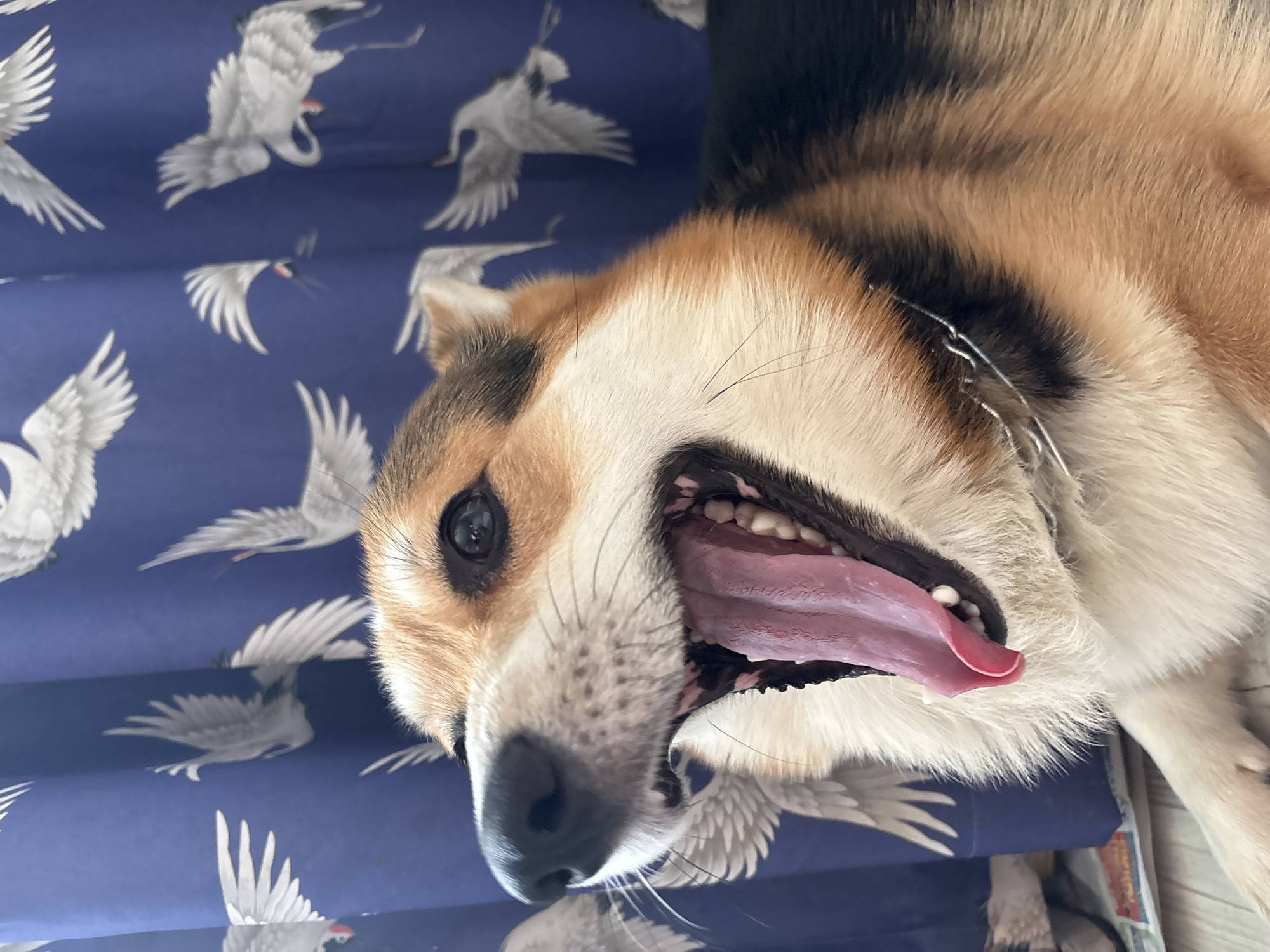 A close-up, tilted view shows a panting corgi dog. The dog's head is tilted towards the left, with its mouth open, exposing its tongue and teeth. The dog has brown, black, and white fur. It wears a silver chain collar. The background is a blue surface with a repeating pattern of white birds, possibly cranes. It is not possible to determine if the scene is in Izhevsk, Russia based on the image.