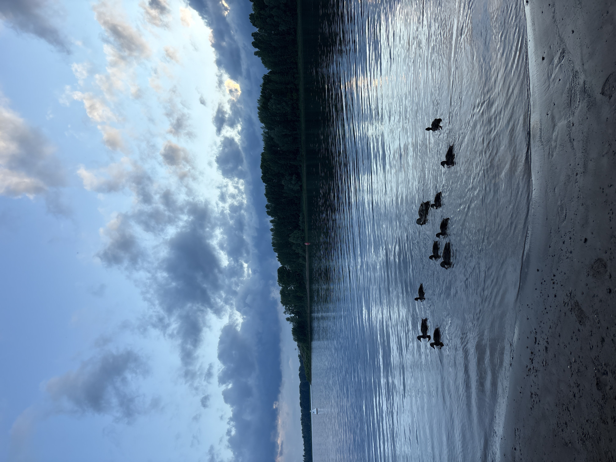 The image shows a natural scene at dusk near the Kama River in Chaikovsky, Russia. A body of water, likely the Kama River, occupies the majority of the frame, with a sandy shoreline in the foreground. Several ducks are visible swimming in the water near the shore. In the background, a dense line of trees forms the far bank of the river, and a white navigational buoy can be seen on the water. The sky above is filled with dramatic, cloudy formations, suggesting the late hour of the day. There are no people or buildings visible in the image. The overall atmosphere is serene and natural.