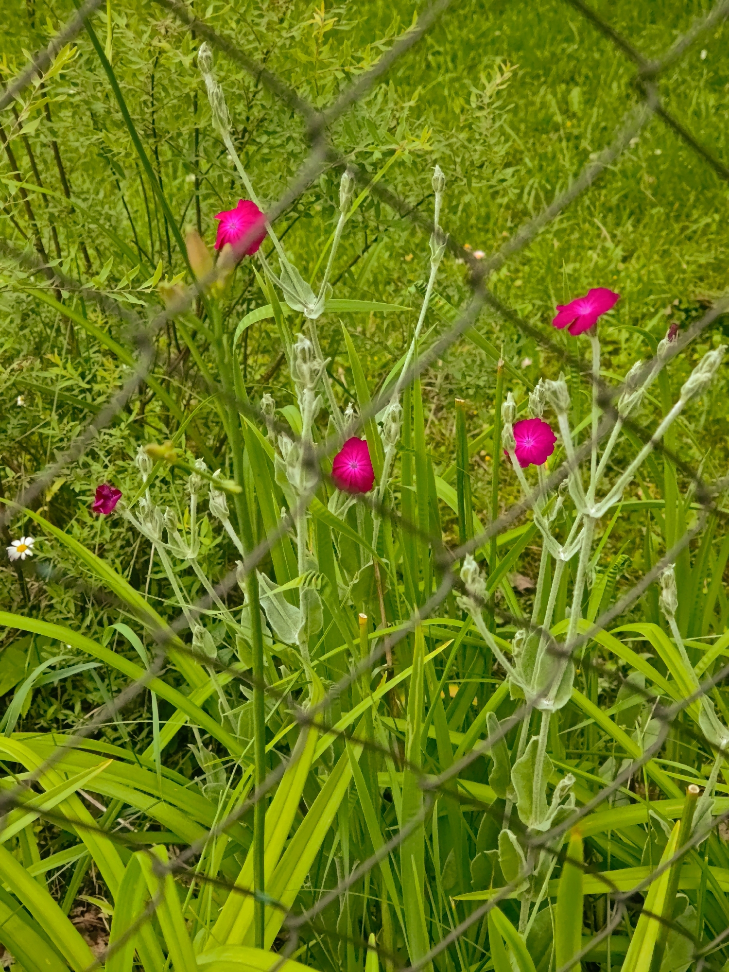 A close-up, angled shot displays several vibrant pink flowers blooming amidst lush green foliage, seen through a diamond-patterned wire fence. The flowers have delicate, fuchsia-colored petals with a darker center. Among the pink blooms, a single small white flower with a yellow center is visible to the left. The foreground is dominated by the fence, its metallic mesh creating a textured overlay on the scene. Behind the fence, the green plants and flowers are dense and varied, suggesting a natural outdoor setting such as a garden or meadow. The lighting indicates it is daytime, possibly late morning or afternoon, with bright but diffused sunlight, suggesting a cloudy or overcast sky. The overall impression is one of natural beauty, with the fence adding an element of separation or observation to the otherwise wild and organic scene. No text is visible.