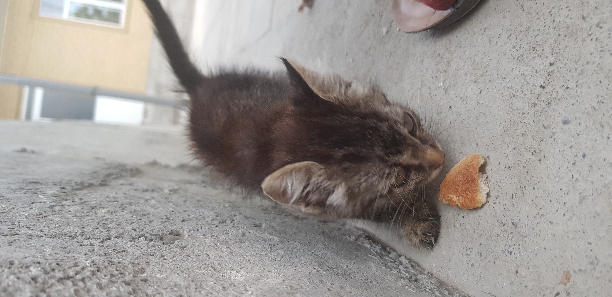 A close-up, high-angle shot captures a small, dark tabby kitten with light brown stripes and white markings around its muzzle, intently focused on a small piece of bread lying on a gray concrete surface. The kitten is positioned on the right side of the frame, with its head bowed and whiskers extended towards the bread. To the left of the kitten is a rough, textured concrete wall. In the background, out of focus, is a building with a yellow facade and white-trimmed windows, along with a blurred light-colored structure. The overall scene appears to be outdoors, possibly in an urban setting.