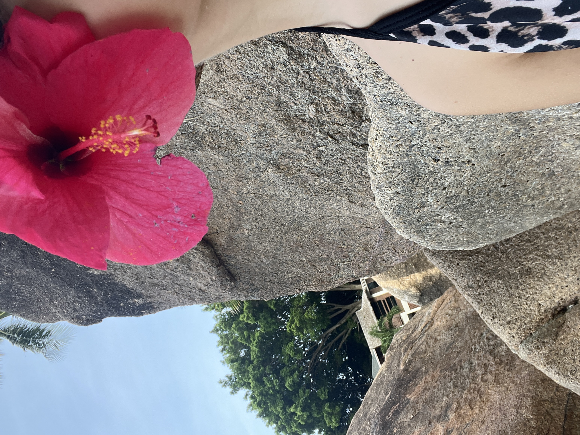 A close-up shot focuses on a vibrant pink hibiscus flower positioned in front of a person's face, obscuring their features. The flower's stamen and petals are clearly visible. To the left of the flower, a large, textured grey boulder dominates the frame. In the background, through a gap between boulders, a lush green tree and a building with a thatched roof are discernible under a clear blue sky. The person is wearing a bikini with a leopard print pattern. The scene suggests a tropical outdoor location, likely near a beach given the presence of large rocks and vegetation. The image appears to be taken in the Ko Samui District of Thailand.