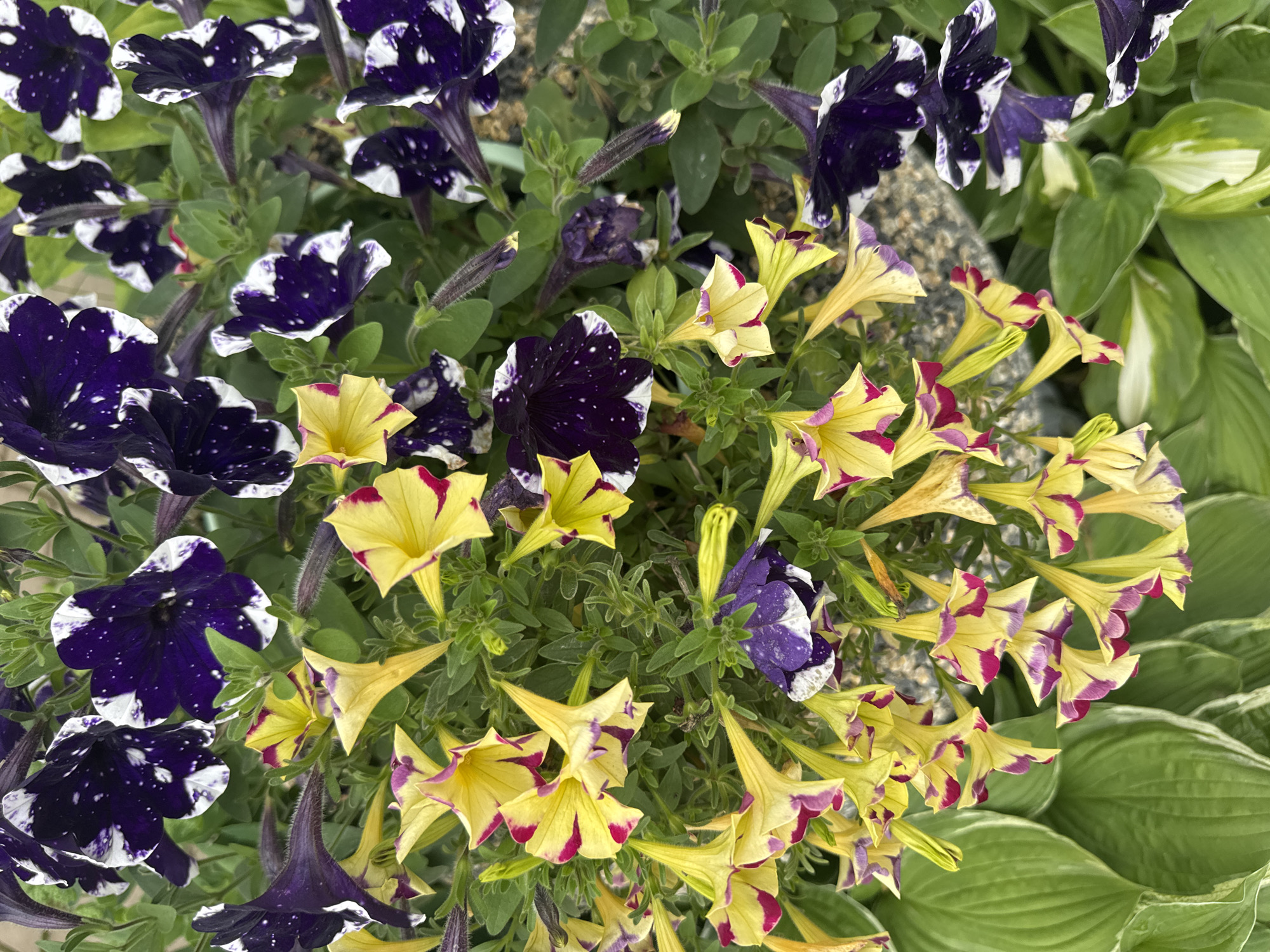 The image shows a close-up view of petunia flowers in bloom. The flowers are a mix of deep purple with white speckles and bright yellow with pink and purple edges. They are interspersed with green foliage. The setting appears to be a garden or planter box, with some green hosta leaves visible in the foreground. The image is taken from a slightly overhead perspective, focusing on the vibrant colors and textures of the flowers. There is no discernible information about the city of Chastyye, Russia, or any specific location within it.