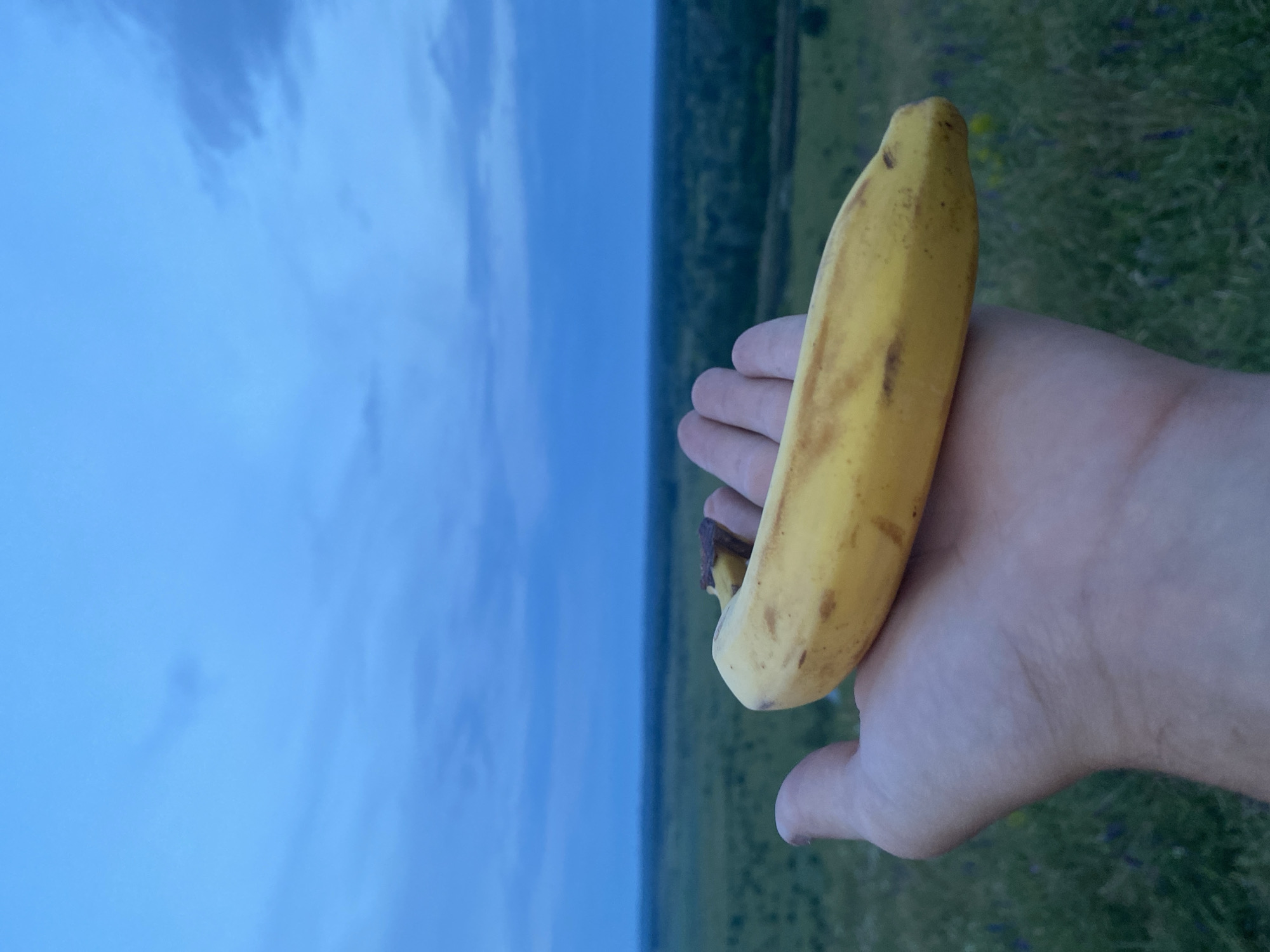 This image captures a static outdoor scene in Ustyvytsia, Ukraine, under low light conditions, likely twilight or an overcast sky. The primary subject is a single, ripe yellow banana, approximately 15-20 cm long, exhibiting minor brown speckling and a dark brown stem end. It is held horizontally in the open palm of a light-skinned adult human hand, positioned in the lower-middle foreground. The hand and banana are in sharp focus, while the background is softly blurred. Immediately behind the hand, the ground displays green grass interspersed with small purple wildflowers. Beyond this, a vast, expansive landscape of predominantly green, rolling or flat rural terrain stretches to the horizon, featuring patches of darker vegetation. The upper portion of the image is dominated by a deep, uniform blue sky with subtle, diffuse darker cloud formations, particularly in the upper right. The perspective is slightly elevated, looking out over the landscape. No explicit action or interaction beyond the hand holding the banana is depicted.