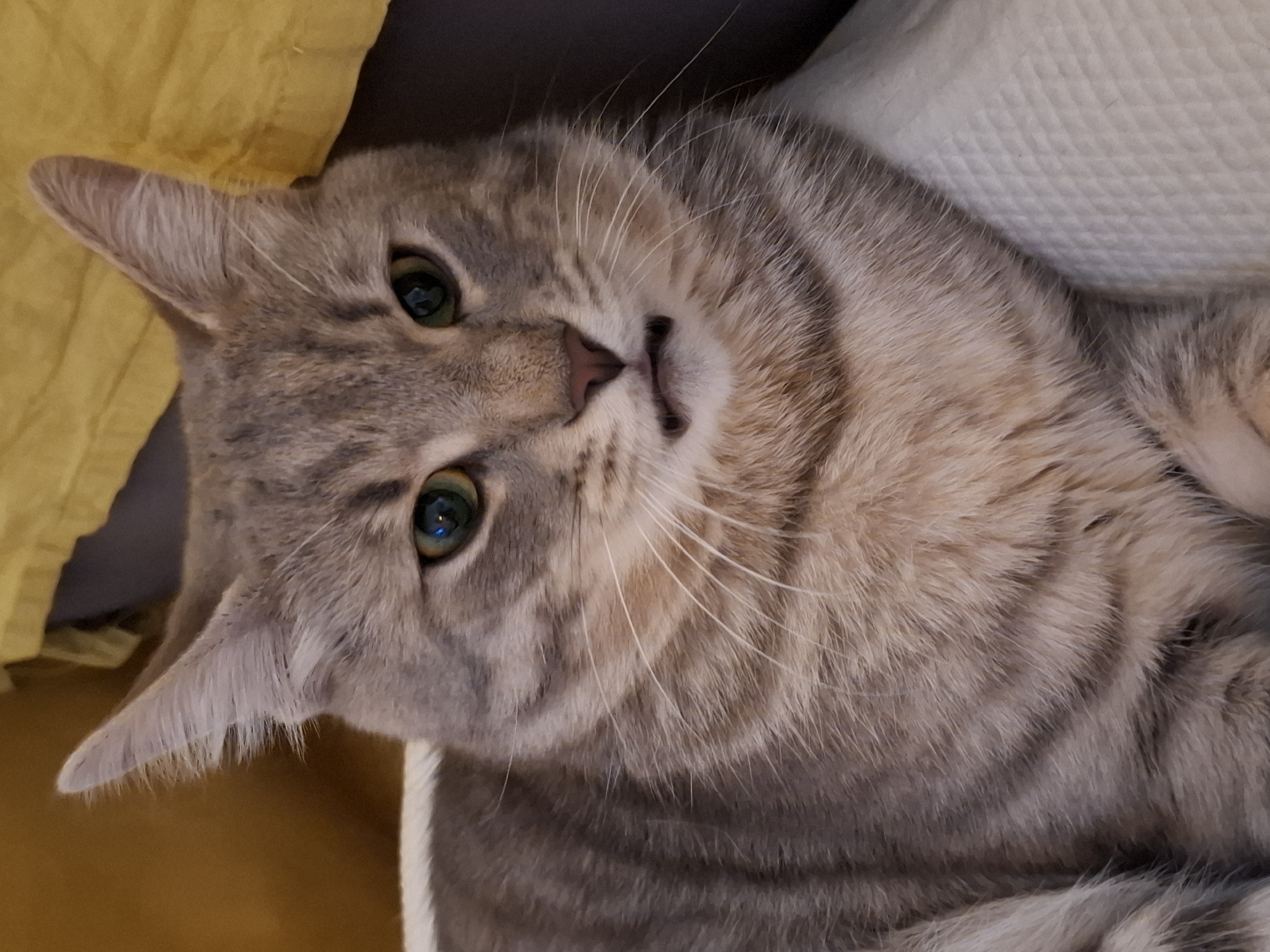 A close-up, eye-level shot shows a grey tabby cat with green eyes and light brown stripes lying down, facing forward. The cat’s mouth is slightly open, revealing its teeth, and its ears are perked up. The cat is positioned on a white textured surface, possibly a blanket or cushion, with a blurred background of brown and yellow fabric. There is no information in the image to suggest a location in Zemun Urban Municipality, Serbia.