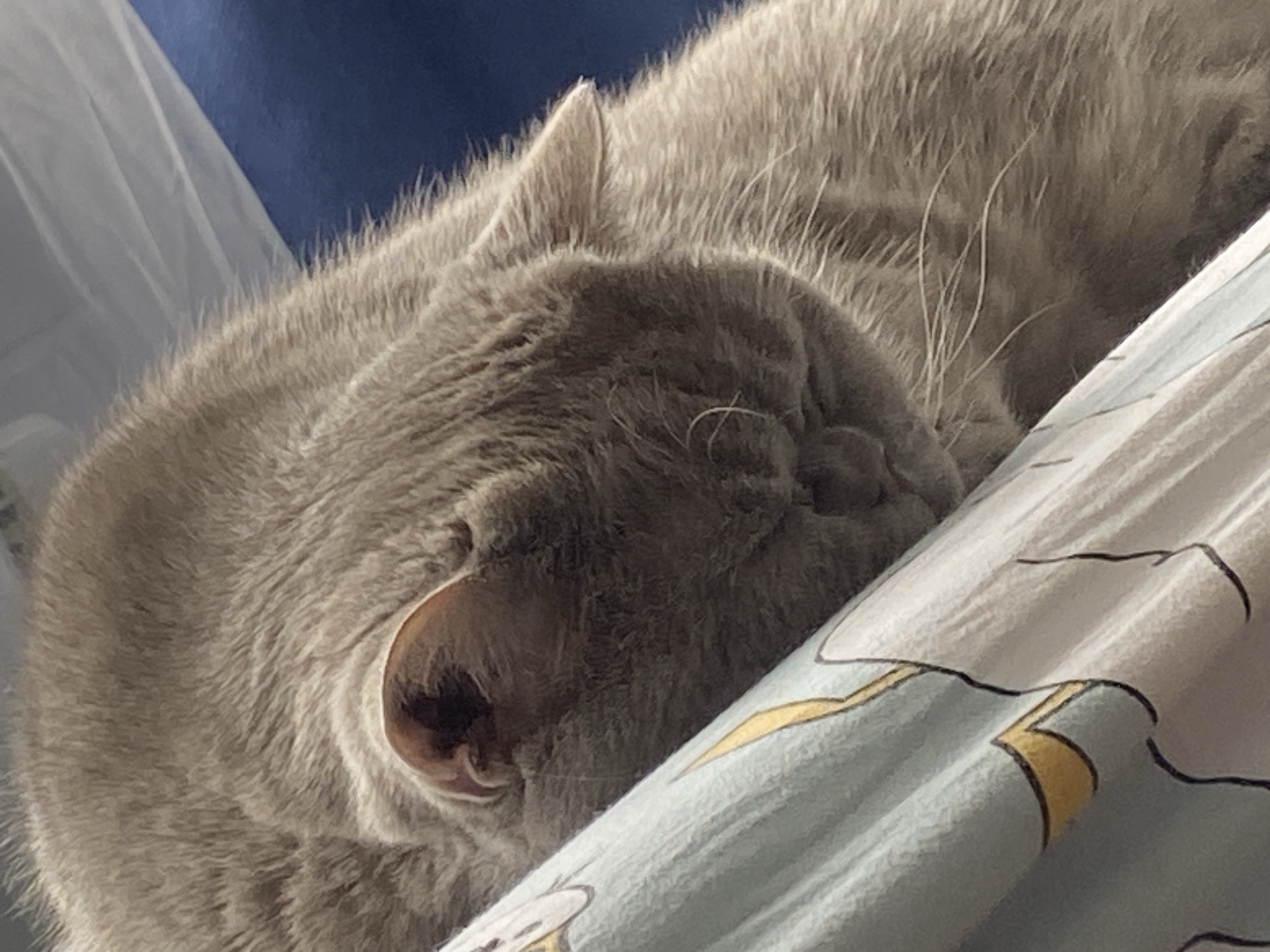 An extreme close-up shot shows a grey cat sleeping. The cat's head is bowed, with its face tucked into its paws and leaning against a patterned fabric. The fabric is light blue with a yellow and black design of what appears to be an animal's face. The cat has short, dense fur. The background is out of focus, showing a dark blue surface and a lighter, sheer fabric. The scene is indoors and appears to be in a domestic setting. No specific location in a city is discernible.