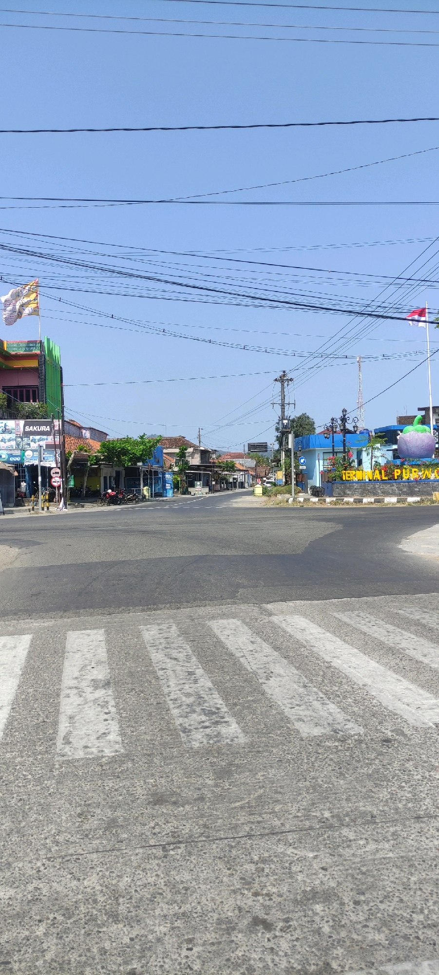 This is a vertical, eye-level, medium-shot photograph of an intersection in Purwodadi, Indonesia, under a clear blue sky. The foreground features a pedestrian crossing with prominent white stripes on gray asphalt. Beyond the crossing, a moderately busy road curves slightly to the left and right, lined with low-rise buildings and shops.
On the left side of the road, a multi-story building with a green and pink facade is visible, adorned with a large white and yellow flag. A sign on the building reads "SAKURA" above images of motorcycles. Several motorbikes are parked in front of the shops.
On the right side of the intersection, a bright blue building with the words "TERMINAL PURWODADI" in large yellow lettering is prominent. A large, stylized sculpture of a purple fruit, possibly a grape or eggplant, stands in front of the building. A red and white Indonesian flag flies from a pole nearby. Power lines crisscross the sky throughout the image. The environment appears to be urban, with typical street infrastructure. There are no identifiable people clearly engaged in an action, though distant figures are implied by the parked vehicles and the context of a terminal.