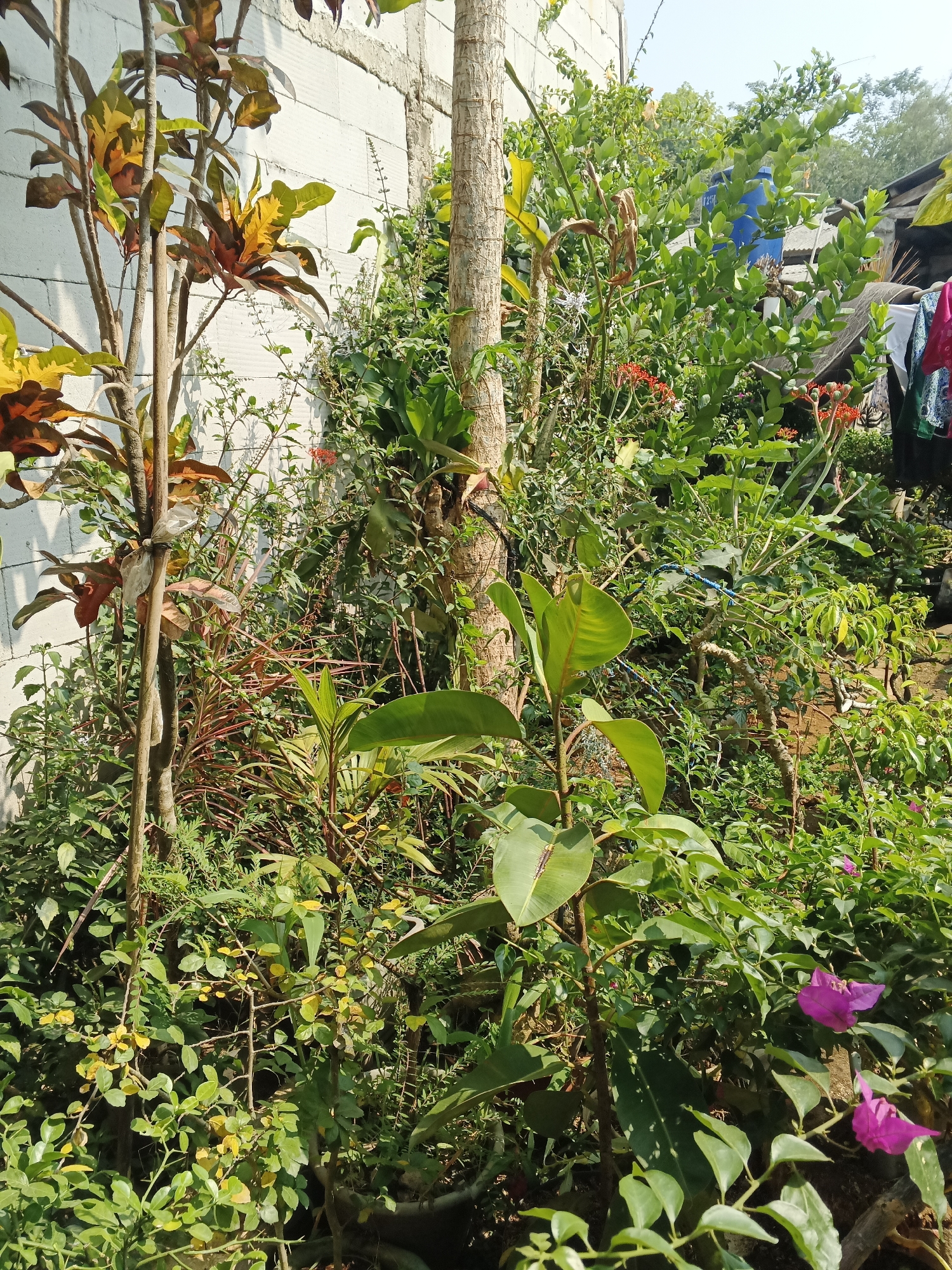 In Warungkiara, Indonesia, a lush garden thrives against a white cinder block wall. A prominent tree trunk, possibly a coconut palm, stands to the right of a large-leafed plant with vibrant green foliage. To the left, a Croton plant displays its multi-colored leaves in shades of yellow, red, and green. The garden is densely packed with various plants, including small leafy bushes with yellowing leaves and taller plants with thinner, reddish stems. In the background, a blue water tank is partially visible behind a roof structure. Clothes are hanging on a clothesline on the far right, with pink and white fabrics visible. Two bright pink flowers, likely bougainvillea, bloom in the lower right portion of the image. The scene is illuminated by bright sunlight, casting shadows and highlighting the textures of the plants and wall.