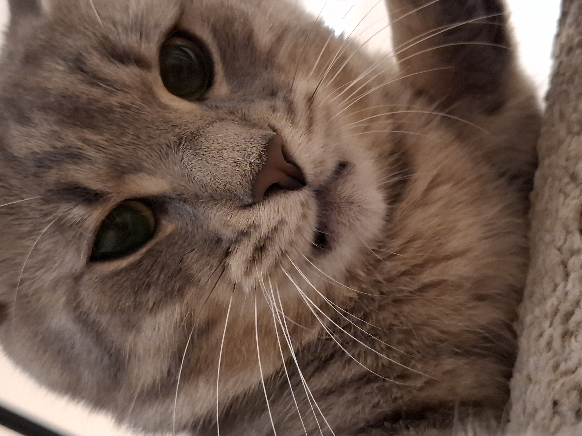 A close-up shot captures the face of a tabby cat, looking directly at the camera. The cat's fur is a mix of gray and tan stripes, with long white whiskers fanning out from its muzzle. Its eyes are a striking green, and its pink nose is clearly visible. The cat is positioned on a textured, light-colored surface, possibly a blanket or cat bed. The background is out of focus, but appears to be a light-colored wall. There is no identifiable location in the city of Zemun, Serbia.
