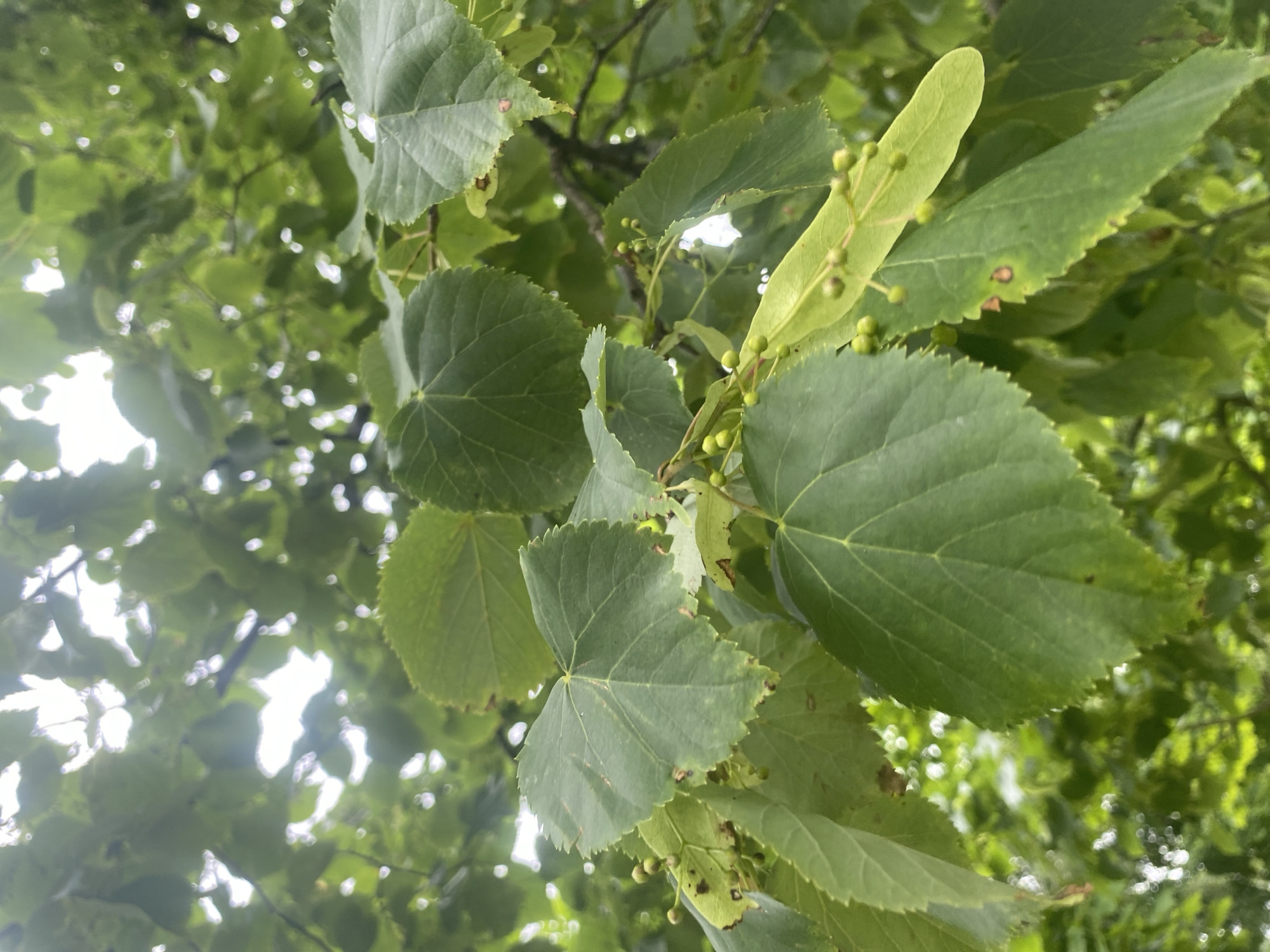 A close-up, eye-level shot shows several green leaves of a tree, likely taken from below, looking up. The leaves are heart-shaped with serrated edges and prominent veins. Some leaves have small, immature seed pods attached, which are also green and oval-shaped, growing in clusters. The background is filled with more green foliage, creating a dense canopy. The sky is visible through the leaves as bright, blown-out white areas, suggesting an overcast or very bright day. The scene is outdoors, in a natural environment, with no visible man-made structures or human activity. The focus is sharpest on the leaves in the foreground, with the background becoming increasingly blurred and out of focus.