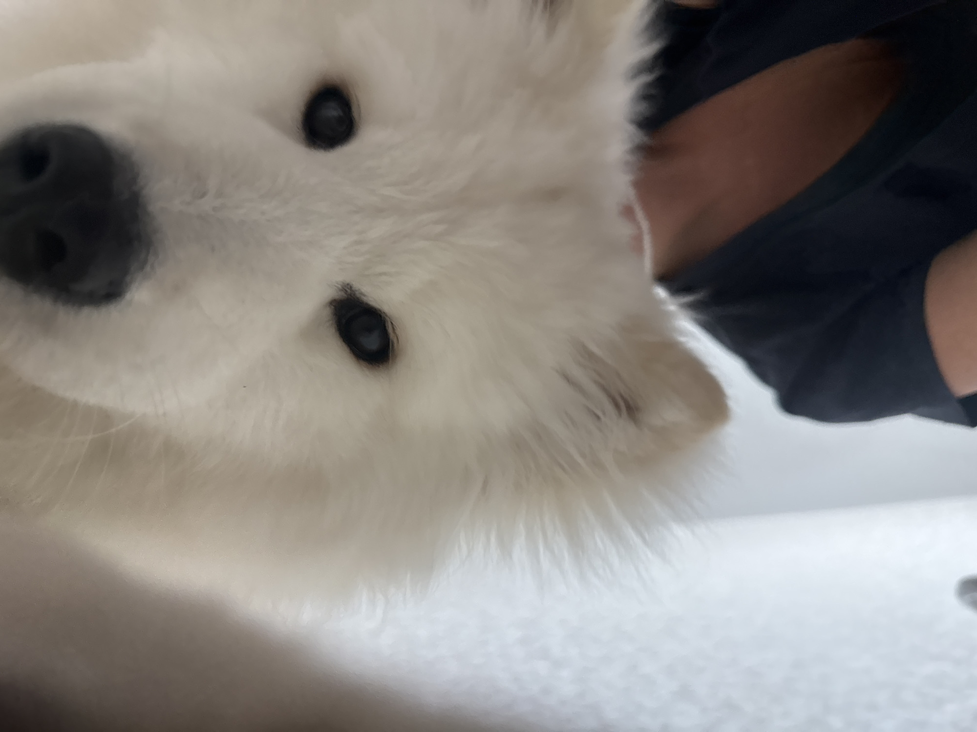 A close-up, slightly angled view of a white dog, possibly a Samoyed, with a black nose and dark eyes. A person wearing a dark blue shirt is partially visible behind the dog. The background appears to be a light-colored surface. There is no visible information to suggest the location is Chaikovsky, Russia.