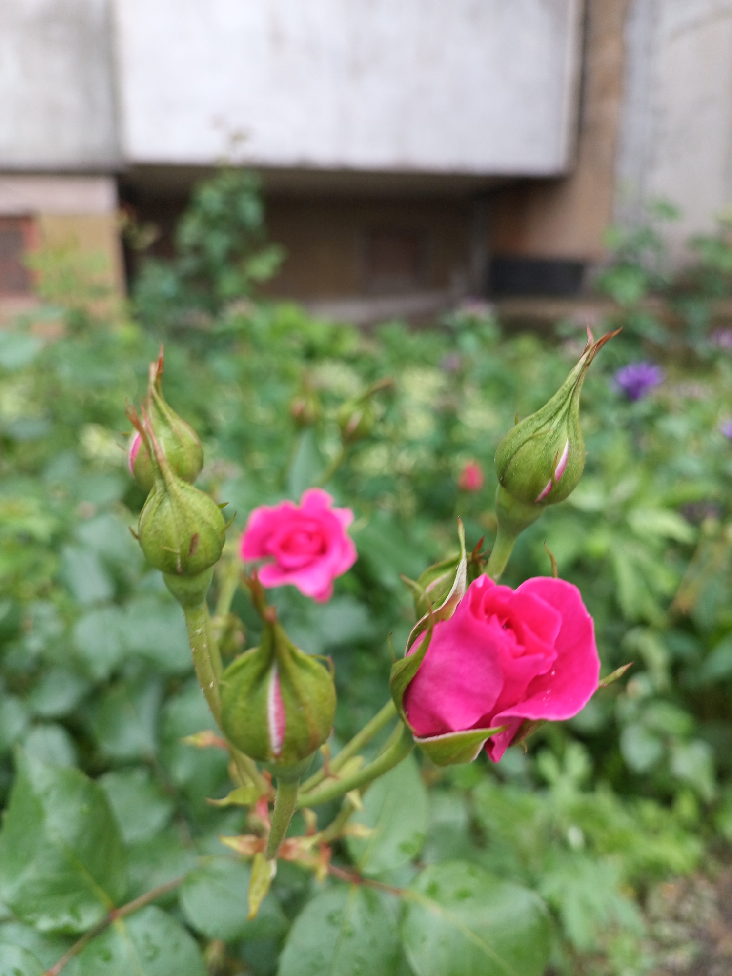 The image presents a close-up, shallow-depth-of-field shot primarily featuring vibrant pink roses and rosebuds. In the immediate foreground and midground, multiple green rosebuds are visible, some tightly closed and others just beginning to unfurl, revealing glimpses of their fuchsia-pink petals. Two small, fully open roses, displaying a rich, deep pink hue, are prominent on the right side, with one partially obscured in the lower left. The flowers and their green stems are surrounded by lush green foliage, some of the leaves showing small water droplets, suggesting recent rain or dew.
No people or animals are present. The scene captures the natural beauty of a blooming rose bush. The soft, natural light suggests it is daytime, possibly morning or a cloudy day, as there are no harsh shadows.
In the blurred midground and background, more out-of-focus green plants and foliage are visible, along with hints of other small, possibly purple flowers on the right. The furthest background reveals a heavily blurred, light-colored, possibly concrete or stucco wall of a building, indicating an urban or suburban garden setting. There is no visible text. The image depicts a tranquil garden scene located in Karnobat, Bulgaria.