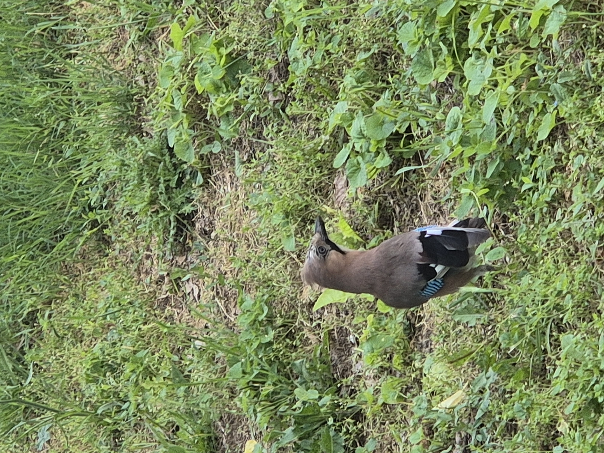 The image displays a close-up view of a Eurasian Jay bird situated on a patch of green ground vegetation. The photograph is oriented sideways, with the bird appearing to stand upright if rotated counter-clockwise.
The Eurasian Jay is easily identifiable by its striking features. It has a light brown or pinkish-tan body, a prominent black and white speckled crown, a dark eye, and a distinctive black malar stripe (moustache-like mark) on its face. Its beak is dark and pointed. A key characteristic is the vibrant, iridescent blue and black striped feather patch on its wing, which stands out against its darker primary flight feathers and a white rump area visible at the base of its tail.
The bird is on a natural ground surface covered with a mix of various green plants, including slender grasses and broader-leaved foliage. Some areas show sparser vegetation, revealing patches of soil or dried leaves underneath. The overall setting suggests an outdoor environment such as a garden, park, or woodland floor. The lighting indicates it is daytime, with soft, natural illumination. The bird appears to be standing or perhaps foraging, with its head slightly cocked as if observing something on the ground. No text is visible in the image.
