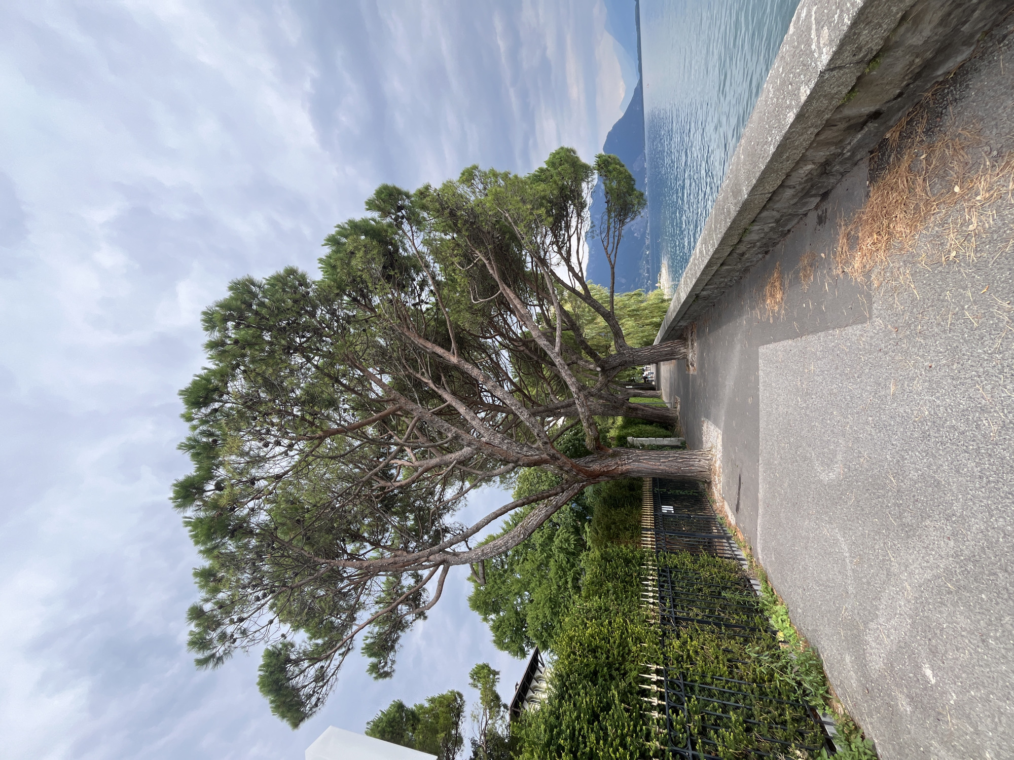 The image depicts a paved walkway alongside a lake, likely Lac Léman, in Montreux, Switzerland. A large tree with a thick trunk and spreading branches dominates the foreground on the left side of the walkway. Its foliage is dense and green, with visible pinecones. Beyond the tree, a black metal fence with gold accents runs along the edge of a lush green hedge. A building with a white facade and a dark roof is partially visible behind the hedge.
The walkway itself is made of grey asphalt and has scattered brown pine needles. To the right of the walkway is a stone retaining wall, below which the blue water of the lake stretches towards distant, hazy mountains under a cloudy sky. The water is calm with some ripples. The overall scene suggests a public park or promenade. No people are clearly visible in the main portion of the image, though a few distant figures might be present further down the walkway, as indicated by small specks. The lighting suggests it is daytime, possibly overcast or late afternoon.