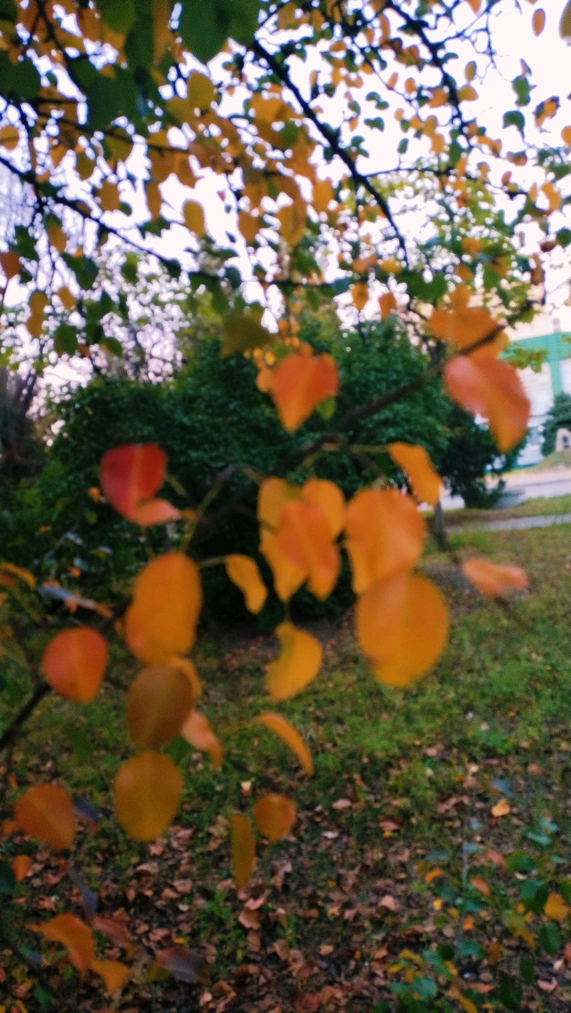 The image depicts a close-up view of tree branches with autumn leaves, set against a backdrop of green foliage and a grassy area. The leaves are predominantly in shades of orange, yellow, and red, suggesting the fall season. In the background, a building with a light-colored facade is partially visible, indicating an urban or suburban setting. The scene is outdoors, and the lighting suggests it might be overcast or late in the day. The image is softly focused, giving it an impressionistic quality. The location is identified as Horishni Plavni, Ukraine.