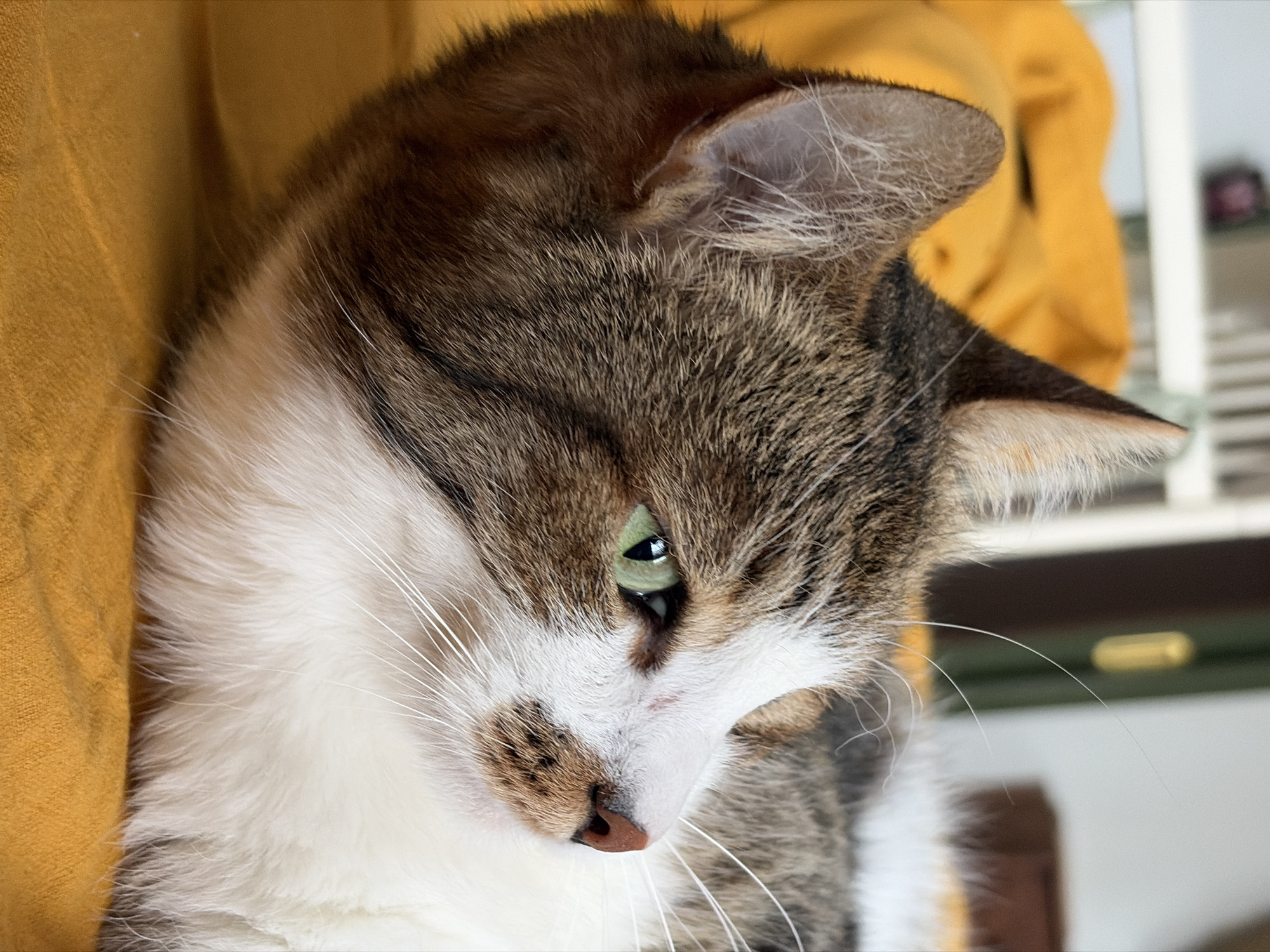 A close-up, vertical portrait captures a domestic cat resting indoors. The cat, displaying a prominent tabby pattern of brown, grey, and black stripes on its head and upper body, contrasts beautifully with its pristine white fur covering the lower part of its face, chest, and whiskers. Its left eye, partially visible, is a striking green, angled downwards.
The cat's nose is a delicate pinkish-brown, flecked with darker spots. Long, white whiskers extend prominently from its muzzle. It is nestled comfortably against a soft, textured fabric of a warm mustard yellow or deep ochre color, which dominates the left side of the frame, suggesting a cozy resting place like a blanket or cushion.
The background is softly blurred, indicating an indoor setting with subtle hints of furniture or shelving units in light and dark tones. The cat's expression is calm and observant, as if attentively watching something out of the frame or simply in a state of peaceful contemplation. No specific time of day or weather conditions are discernible from the image. There is no visible text. The location context is Chaikovsky, Russia, though no explicit visual cues within the image confirm this.