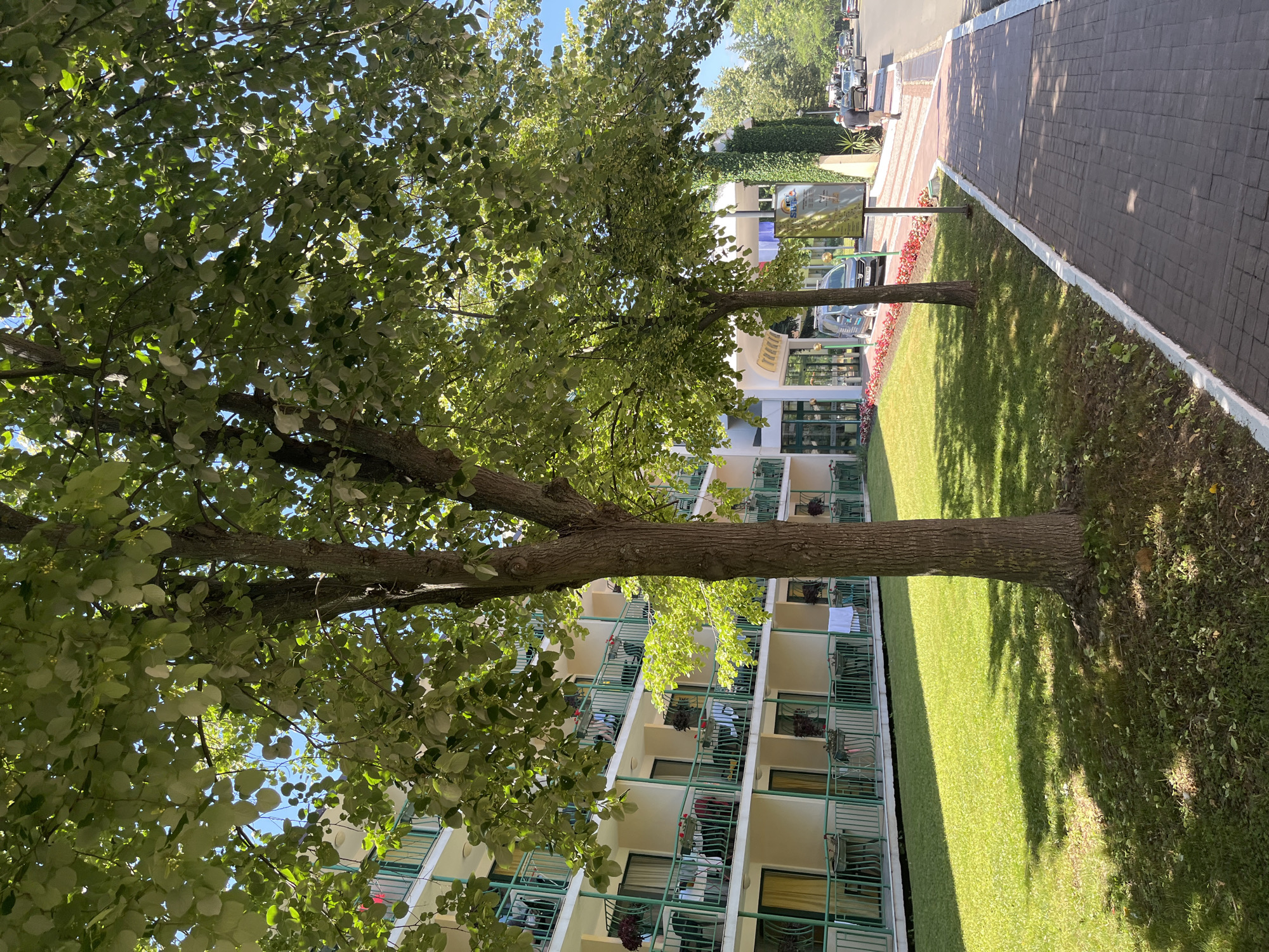 The image depicts a sunny day on a tree-lined street in Nesebar, Bulgaria, next to a multi-story hotel. The hotel features balconies with green railings, and some balconies have chairs and tables. A well-maintained lawn is visible in front of the hotel, with mature trees casting shadows. A paved sidewalk runs alongside the street, which has a few cars and a pedestrian walking away from the camera. The sky is blue and clear.