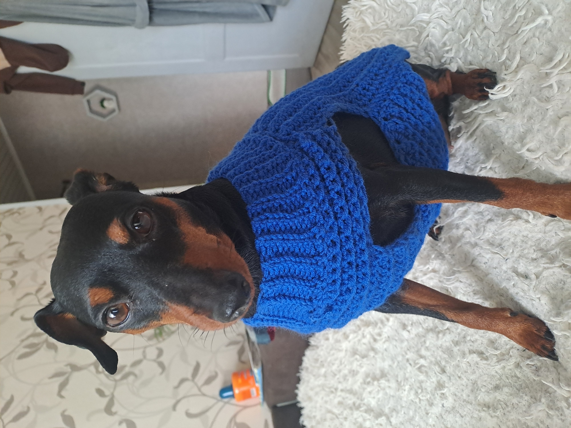 The image, captured in Elektrostal, Russia, features a small black and tan dog, likely a Miniature Pinscher, dressed in a vibrant blue knitted sweater. The dog is lying on a plush white rug or blanket, with its head tilted slightly upwards and its dark eyes gazing directly towards the viewer, conveying a calm and curious demeanor. Its front paws are tucked under, while its hind legs extend behind it on the white surface.
The background reveals an indoor domestic setting, probably a living room or bedroom. A light-colored wall adorned with a subtle grey leaf pattern is visible. Other elements in the periphery include part of a light grey couch or headboard, a brown object, and a small orange and blue plastic toy on the patterned floor. A distinctive white hexagonal wall decoration with a green element inside can also be seen in the upper background. The overall impression is that of a peaceful daytime scene within a home. No visible text is present in the image.