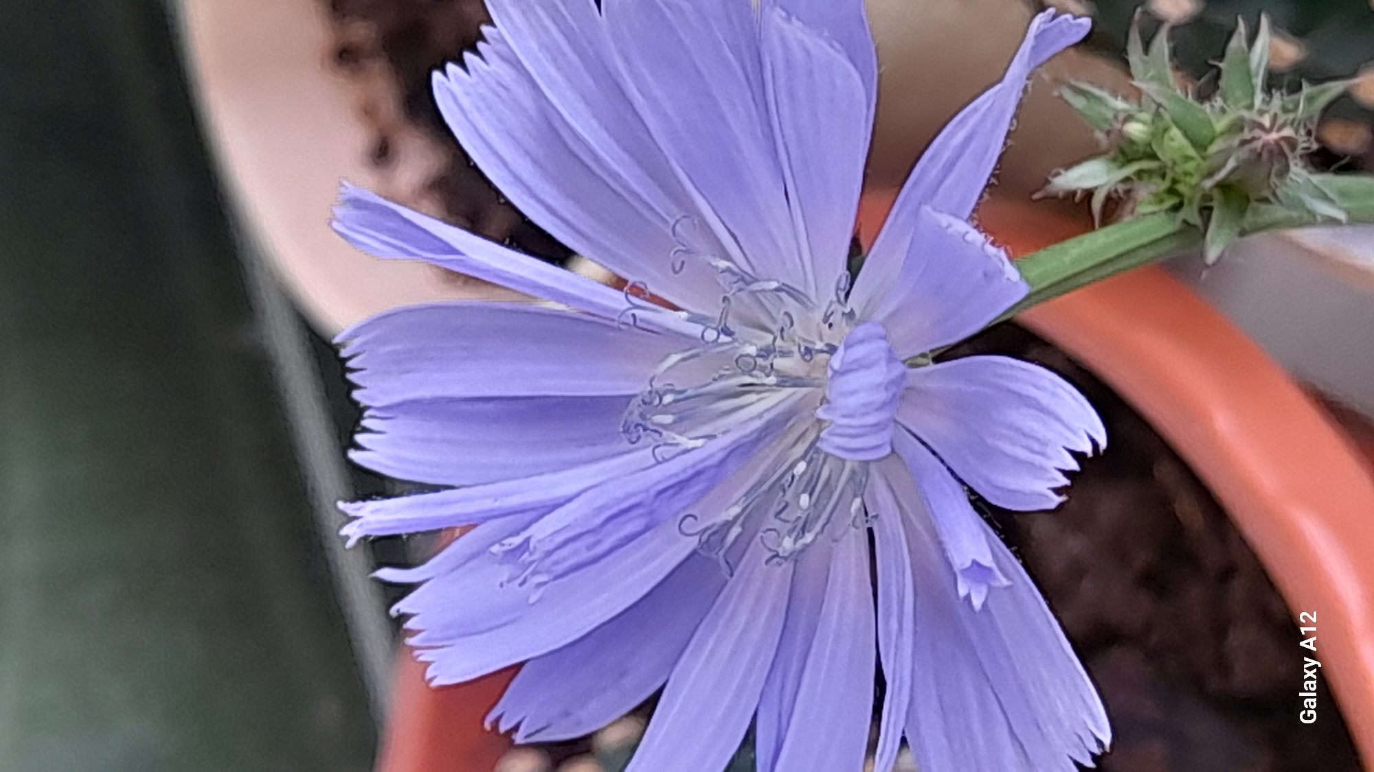 A close-up macro photograph captures a single, vibrant purple chicory flower in bloom. The flower is the central subject, its delicate, ray-like petals fanning outwards from a textured, pale center. The intricate details of the stamens and pistils are visible, showing a delicate pattern of small, light-colored structures. The flower is set against a blurred background of earthy tones, suggesting it is planted in a pot, likely outdoors. A portion of an orange pot is visible at the bottom of the frame, and a green stem with small buds emerges from behind the flower. The image is sharp and well-lit, highlighting the texture and color of the flower. The "Galaxy A12" watermark is present in the bottom left corner. No specific location in Марковский, Russia, can be identified from the image.