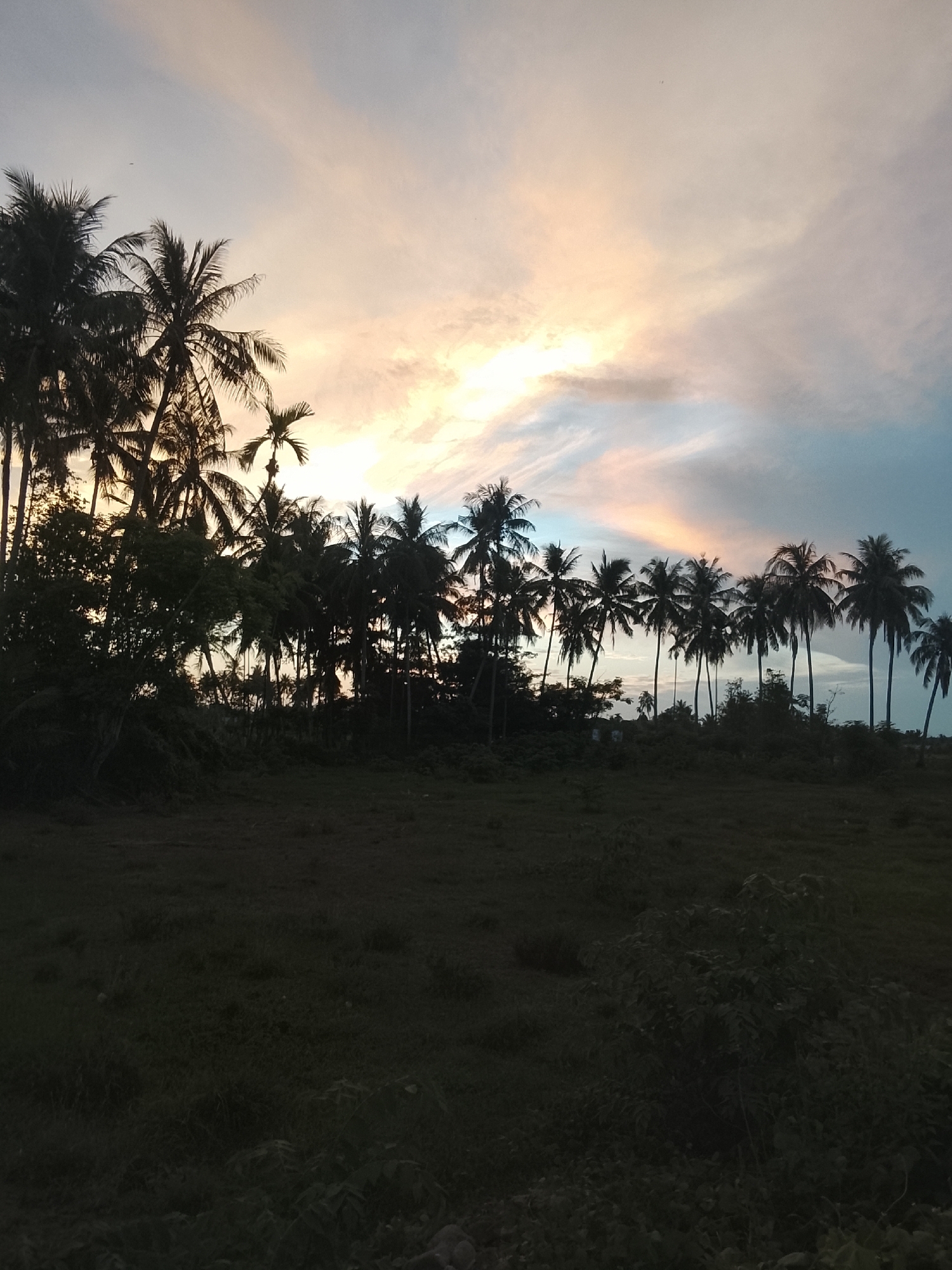 A silhouetted line of palm trees stands against a pastel-colored sunset sky. The sky displays hues of pale yellow, pink, and blue, with scattered clouds. The foreground is a dark, grassy field. The scene appears to be a natural landscape, possibly in a rural or coastal area, with no people or structures immediately visible. The time of day is likely dusk or dawn.