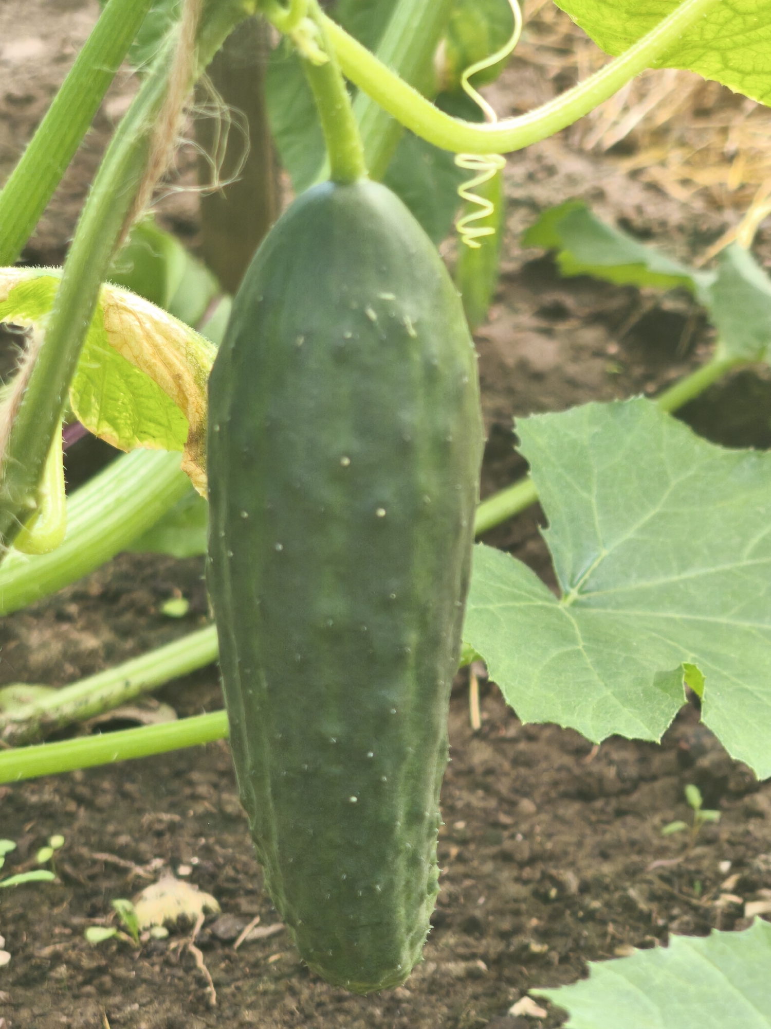A single, unripe cucumber hangs vertically from its vine in the foreground of a garden. The cucumber is dark green, elongated, and covered in small white bumps. Its stem and surrounding foliage, also green, are visible, along with a curly tendril characteristic of cucumber plants. The background consists of dark soil and blurred green leaves, suggesting an outdoor garden setting. The image does not contain any identifiable landmarks or features that would indicate its location within Kady, Russia, or any other specific city.
