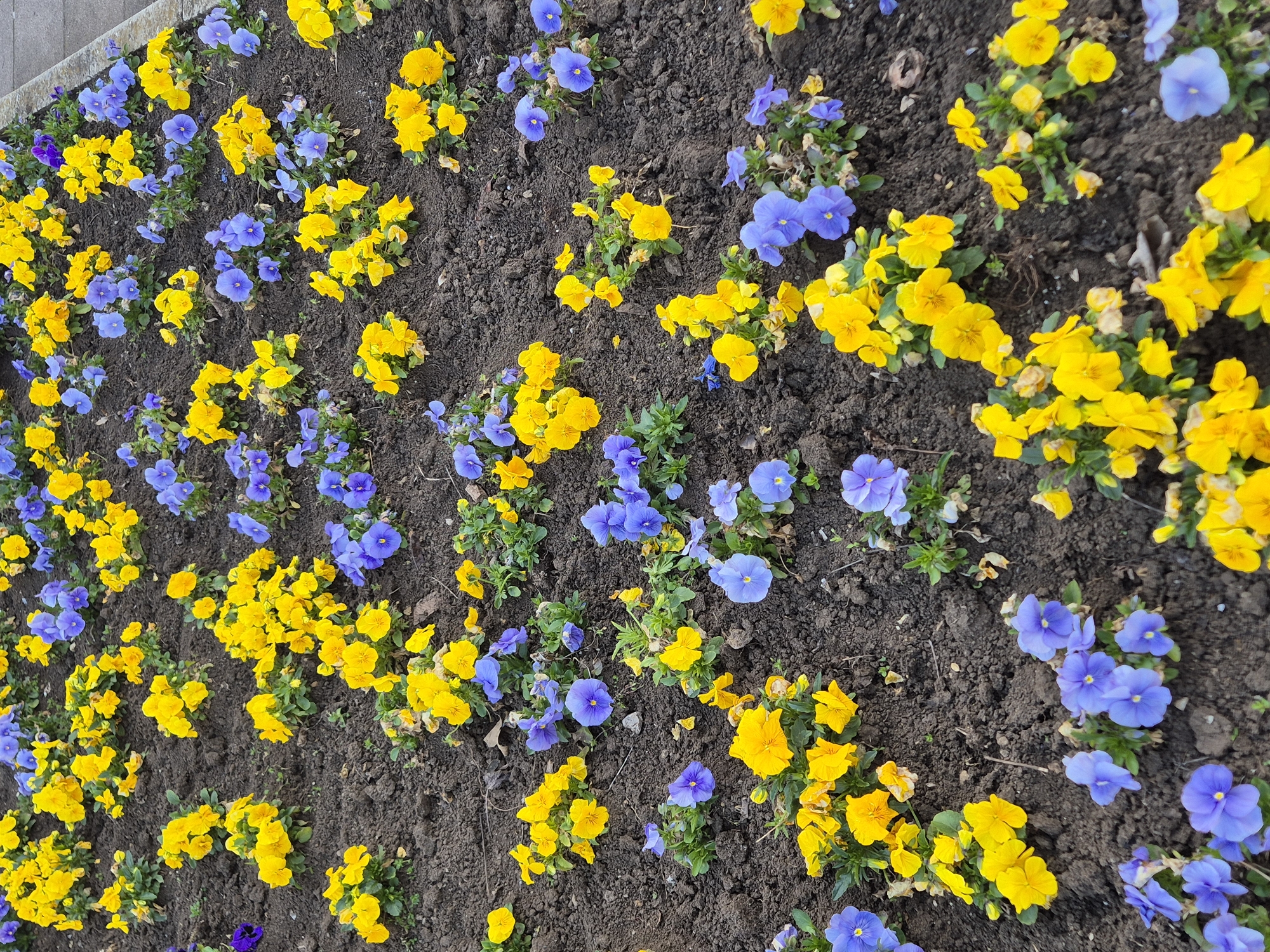 The image shows a flower bed with yellow and blue pansies in Pavlikeni, Bulgaria. The flowers are planted in dark brown soil. A concrete edge is visible in the upper left corner of the image. No people are visible.