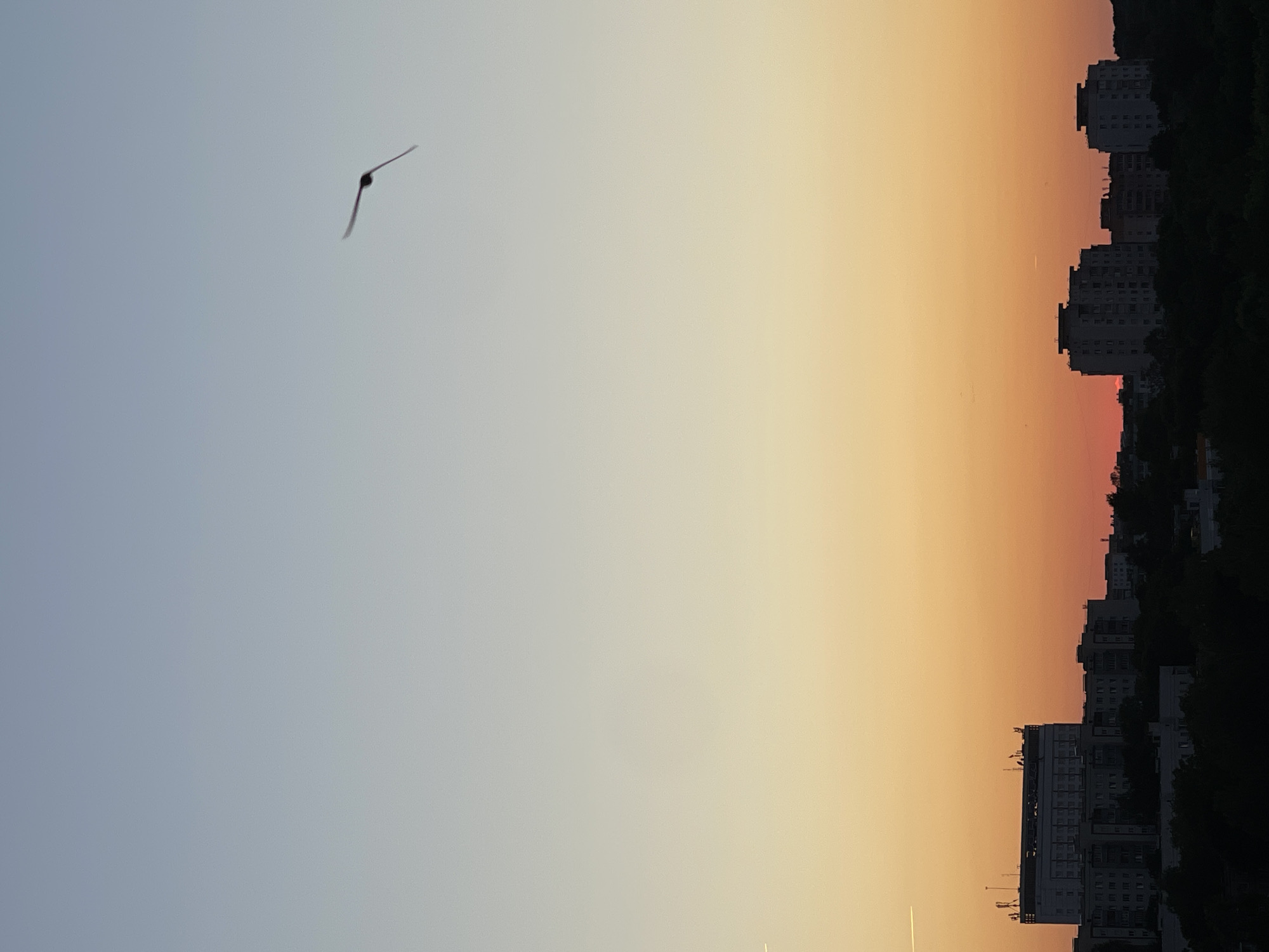 This is a vertical, full shot of a city skyline at sunset. The sky transitions from a light blue at the top to a gradient of yellow and orange near the horizon. A single bird is silhouetted in flight in the upper right quadrant of the sky. The lower portion of the image features the dark silhouettes of apartment buildings and trees against the colorful sunset. In the far left of the frame, a long, thin white contrail is visible. One prominent building in the mid-left has several antennae on its roof. The scene appears to be an urban residential area.