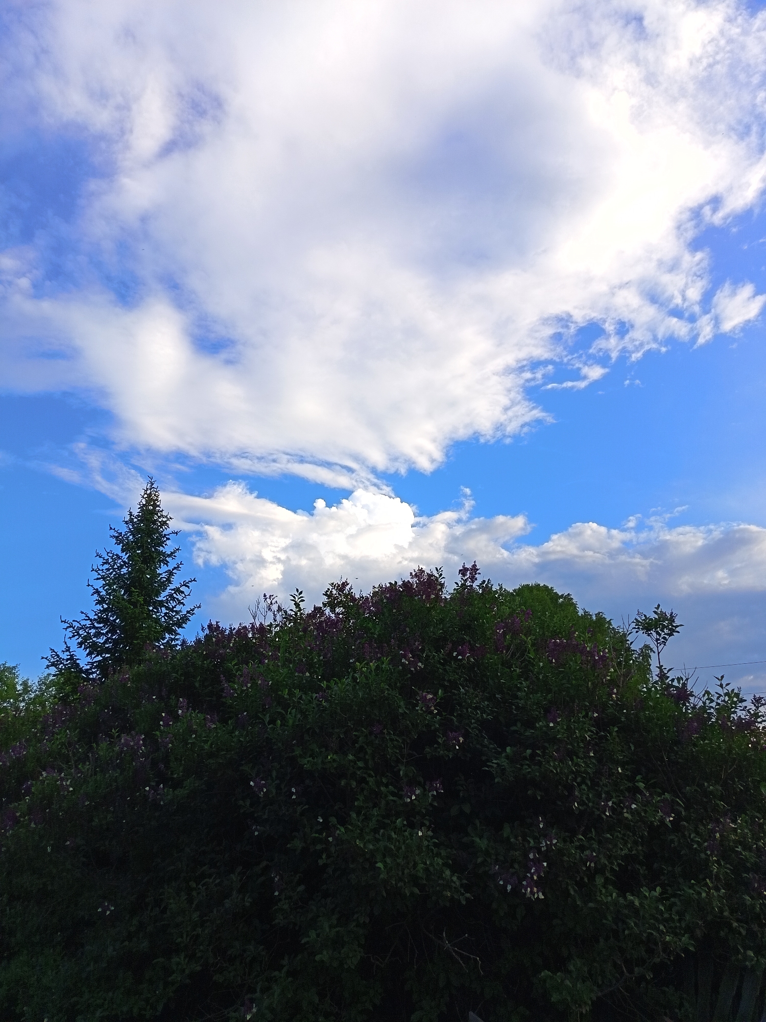 The image shows a dense, green bush with scattered purple flowers and some white accents, possibly clematis or similar climbing plants, filling the lower portion of the frame. A dark green evergreen tree stands to the left, its pointed top reaching towards the sky. The background is a bright blue sky filled with large, fluffy white clouds, some of which are wispy and stretched across the frame, while others are more defined and voluminous. The scene suggests an outdoor setting in a natural environment, possibly a garden or a park, under a partly cloudy sky. The location is identified as Soloneshnoye, Russia. No people or specific actions are visible.