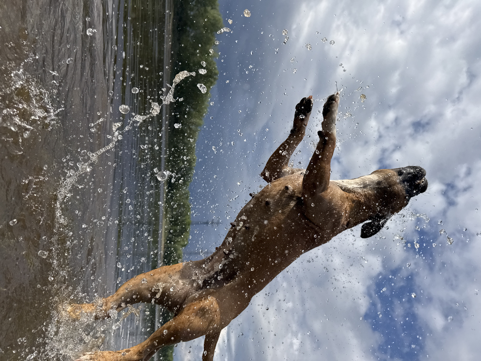 A brown dog is captured mid-air, leaping out of the water with spray splashing around it. The dog is a boxer, its body extended as it jumps, with its head tilted back. The water is dark and rippling, suggesting it is a river or lake. In the background, a dense line of green trees borders the water, and beyond that, a few utility poles are visible against a cloudy sky. The overall impression is one of dynamic action and a joyous moment of play. The scene appears to be set along the Kama River, within the city of Chaikovsky, Russia.