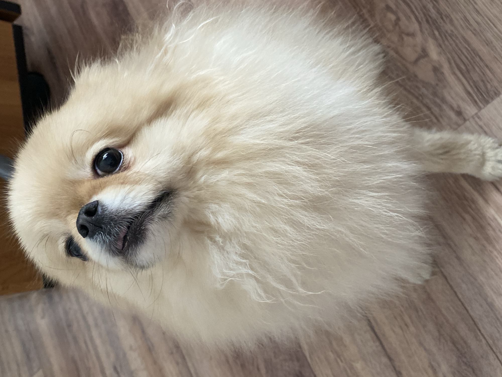 A tan Pomeranian dog with black eyes and nose sits on a light brown wood-look floor. A portion of dark brown furniture is visible in the upper left corner of the image. The location is Unknown, Unknown.
