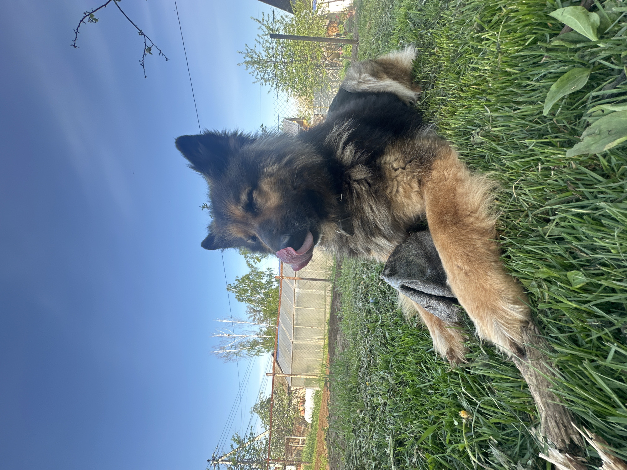 A medium-sized German Shepherd dog lies on a lawn of green grass, holding a stick in its paws and sticking its tongue out. The sky is blue and clear. In the background, there is a fence and some trees. The location appears to be in Chaikovsky, Russia.