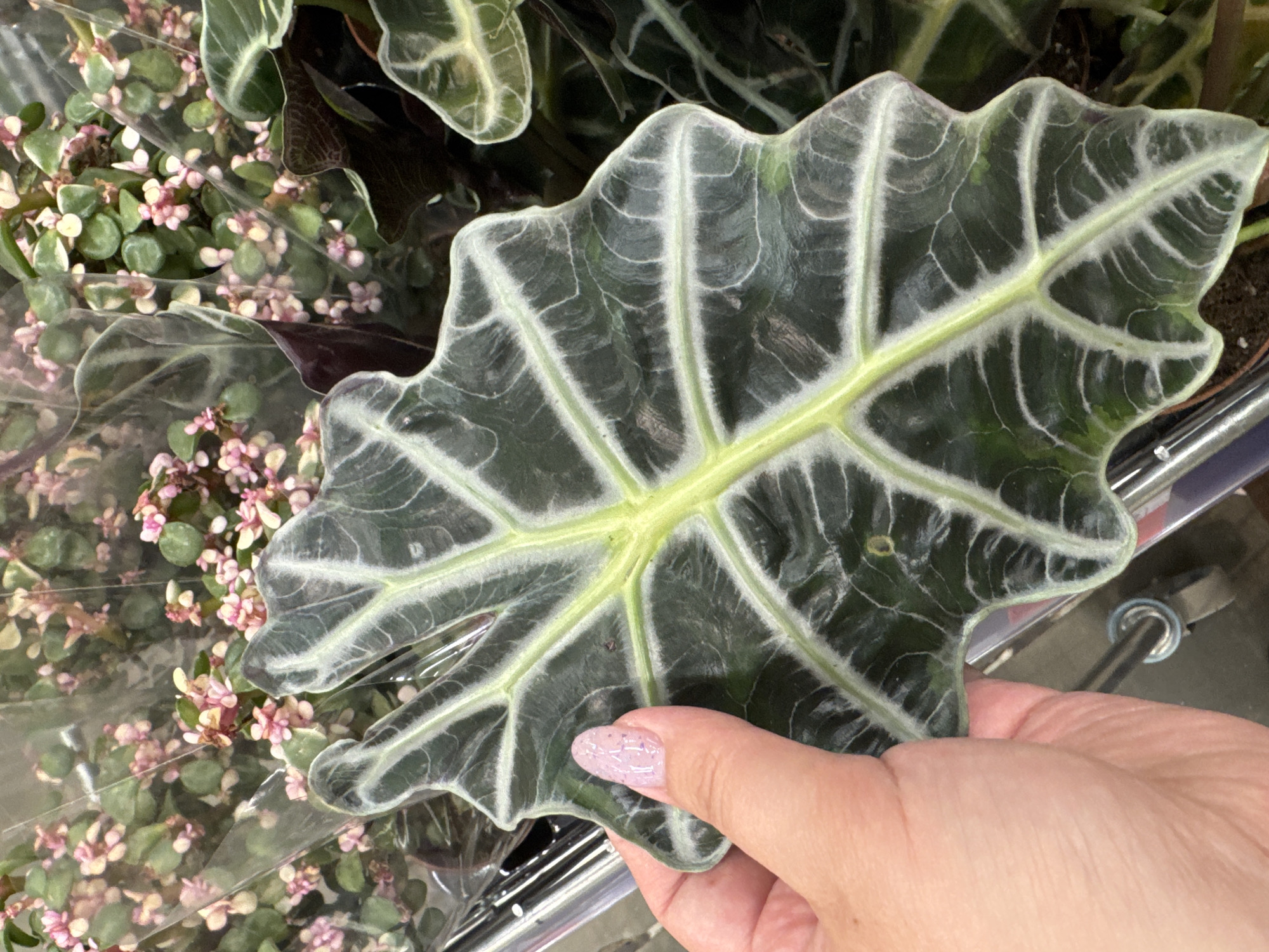 The image shows a close-up of a person's hand holding a large, dark green leaf with prominent, light green veins. The leaf has a distinctive, wavy edge and a somewhat triangular shape. The background features other plants, including a cluster of smaller plants with numerous tiny pink and white flowers, partially enclosed in clear plastic. The overall impression is that of a retail environment, likely a nursery or a plant section of a store, given the plastic wrapping on the smaller plants and the visible metal shelving or display rack. The lighting is even, suggesting an indoor setting with artificial light. The hand holding the leaf has neatly manicured nails painted a pale pink with glitter. No text is visible in the image. The context provided indicates the location is Rozhdestvenskaya, Russia, which does not offer any additional visual cues within the image itself.