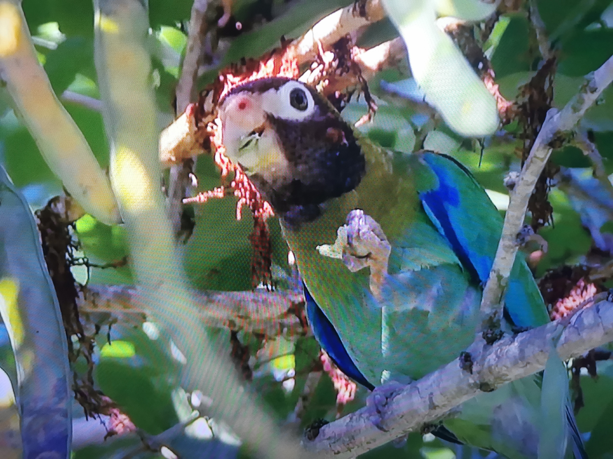 A brown-headed parrot, with green plumage and blue wing feathers, perches on a tree branch, holding a piece of food in its claw. The parrot's head is turned towards the camera, and its eye is clearly visible. The background consists of green foliage and other branches. The image does not provide any information about the location in the city of Dnipro, Ukraine.