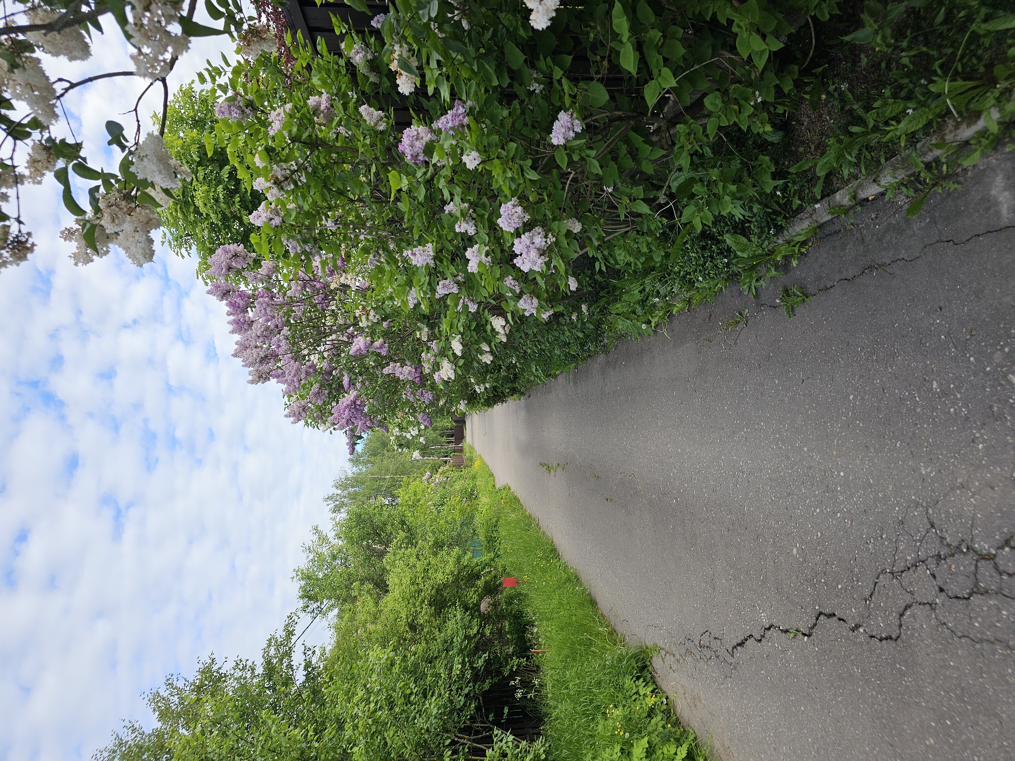 The image displays an asphalt path stretching into the distance, bordered by vibrant green vegetation under a partly cloudy sky. On the left side of the path, a dense row of lilac bushes is in full bloom, showcasing clusters of both white and light purple flowers. Some dark structure, possibly a fence, is partially visible behind these flowering bushes.
The gray asphalt path shows signs of age and wear, with noticeable cracks, particularly in the foreground. Along the right edge of the path, thick green grass and various plants grow, leading to an expanse of lush green trees and bushes further back. A small, red, indistinct object is partially obscured within the foliage on the right side.
The sky above is bright blue with scattered white, puffy clouds, indicating a clear day. The scene exudes a tranquil atmosphere, typical of spring or early summer. No people or visible text are present. The setting is Березка Снт (красногорский Р-н), Russia.
