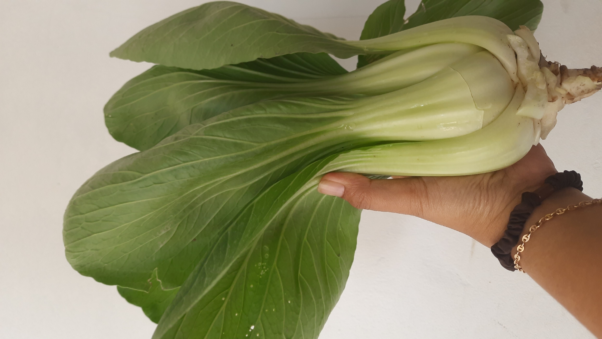 In the city of Minggir, Indonesia, a hand with a dark scrunchie and a gold chain bracelet is holding a bok choy plant against a white wall. The bok choy is predominantly green with thick white stems. The leaves are broad and have prominent veins. The root system of the bok choy is visible at the bottom. The lighting is bright, casting a slight shadow on the wall.