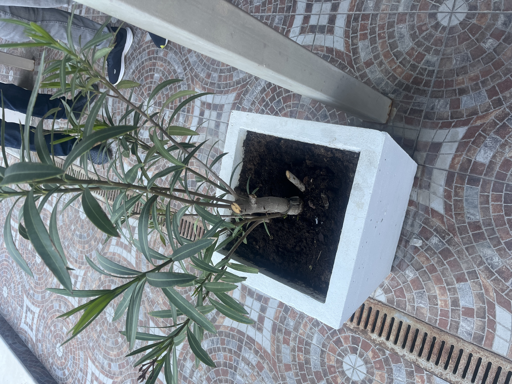 A top-down shot shows a potted plant on a tiled surface. The plant, with long, pointed leaves, is in a square, white planter filled with dark soil. A thick branch is visible at the base of the plant. The tiles on the ground are arranged in a circular pattern, with alternating colors of brown and white. A gray metal beam or structure is partially visible in the upper part of the image. To the left of the plant, part of a person wearing jeans and black and white sneakers can be seen. At the bottom right of the frame, a rusted metal grate lies flush with the tiled surface. The location appears to be outdoors.